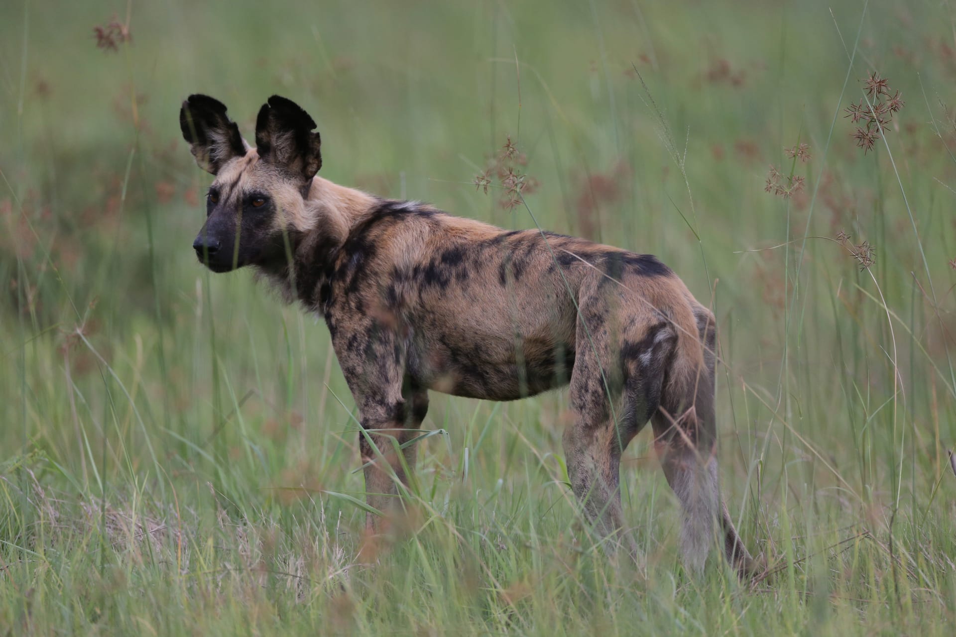 Okavango Delta Painted Dog Denning Season