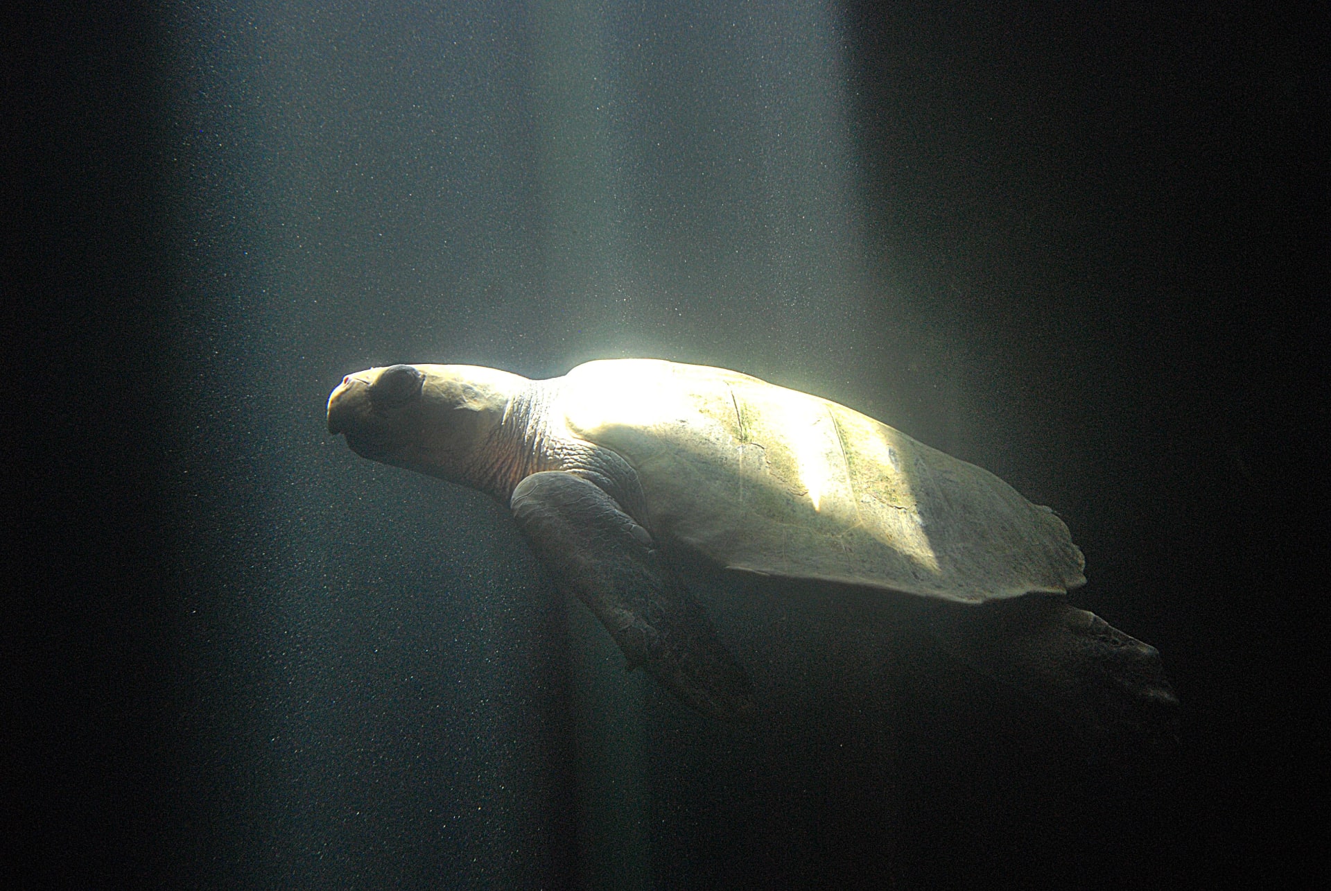 Olive Ridley Arribada - Gahirmatha