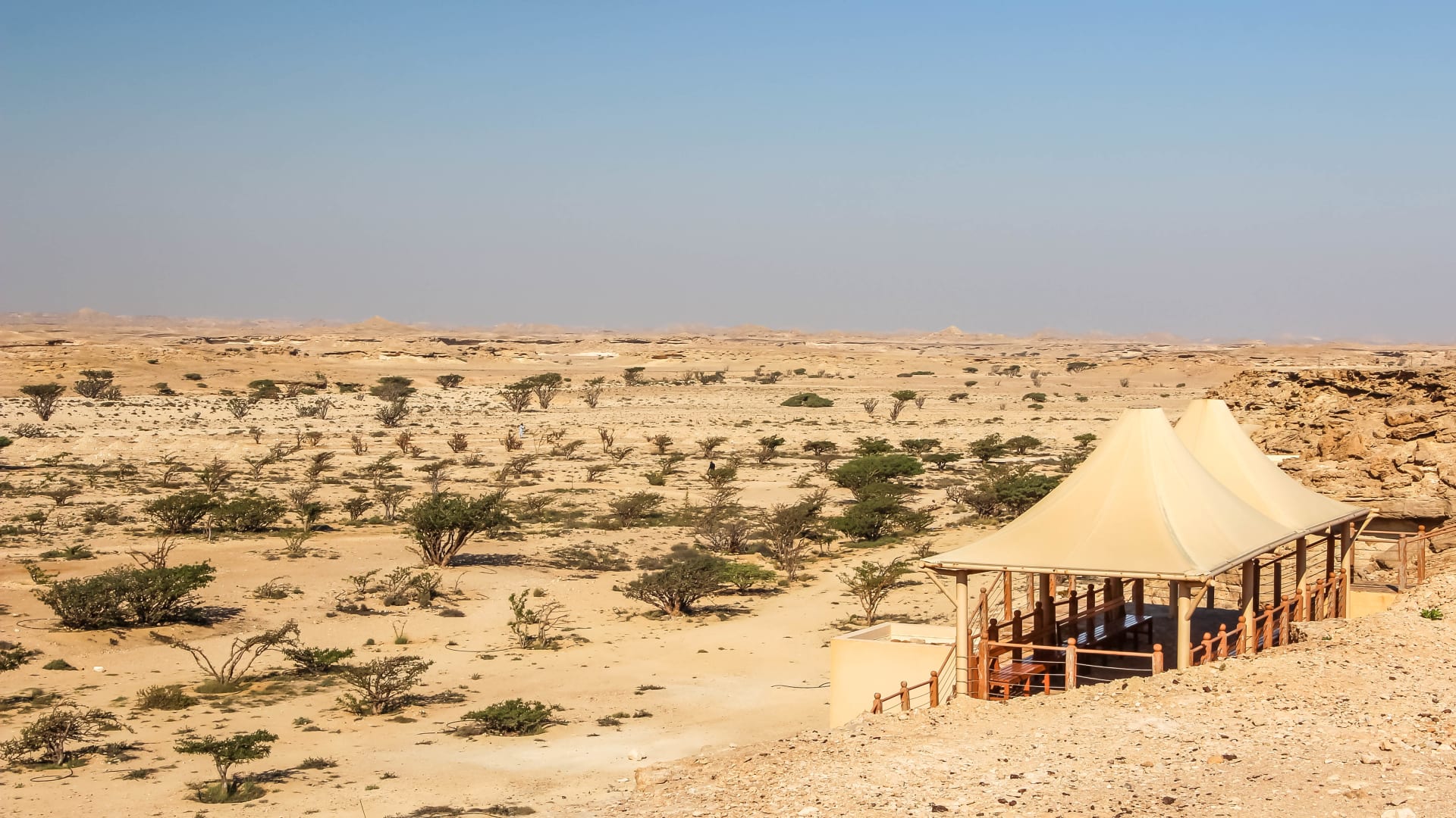 Omani frankincense (Boswellia sacra) - resin weeping season