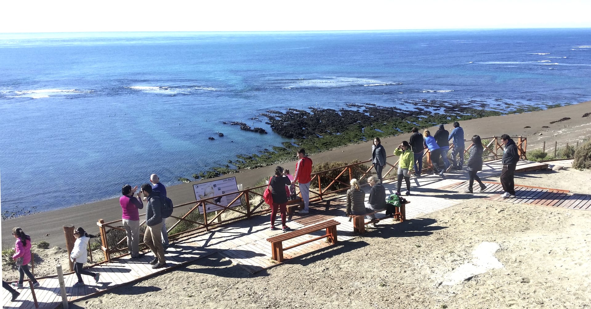 Peninsula Valdes Orca Stranding Hunt