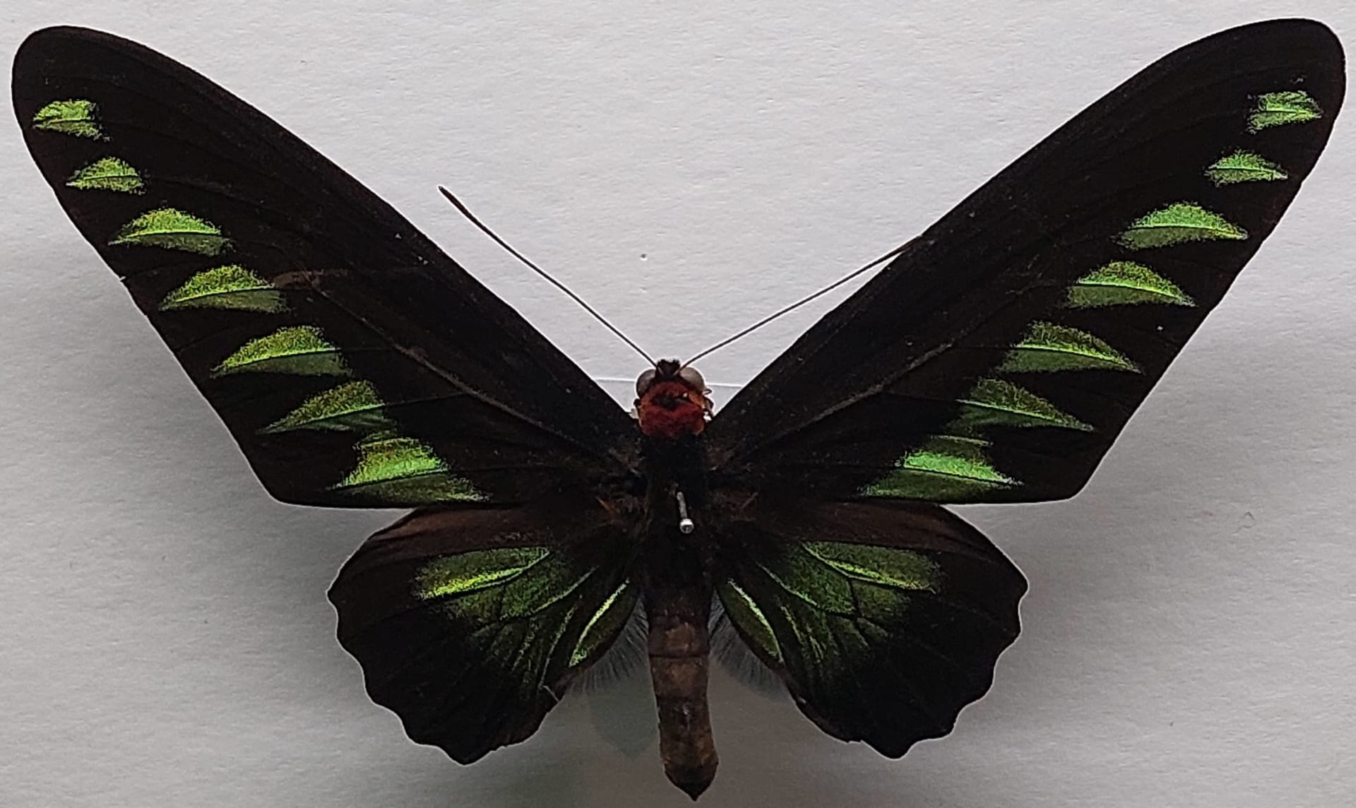 Rajah Brooke's Birdwing puddling aggregations