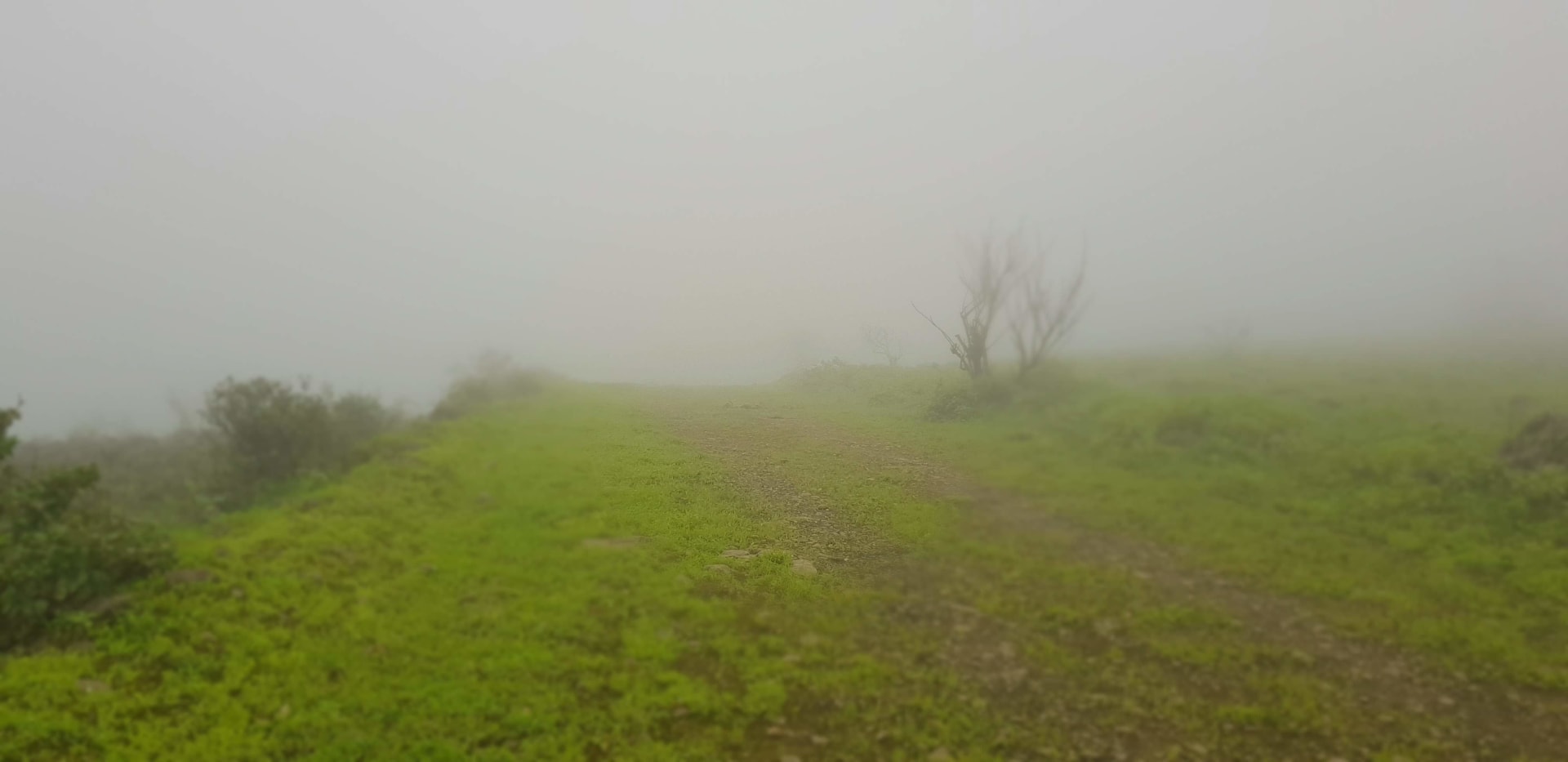 Salalah Khareef (Dhofar Monsoon) - Green Bloom