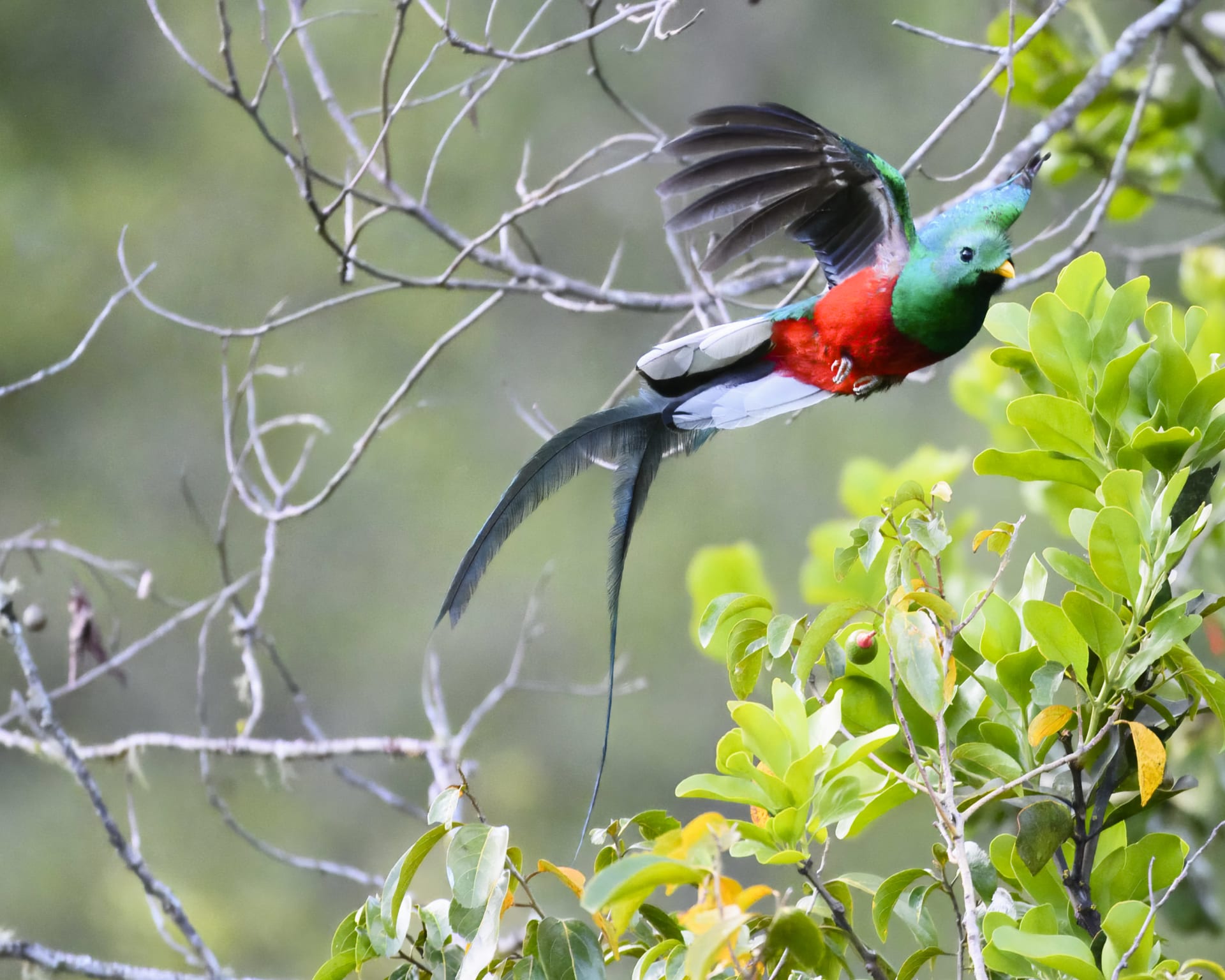 San Gerardo de Dota quetzal nesting