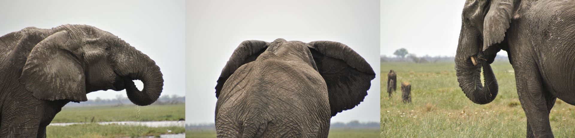 Savuti Marsh elephant bull congregation