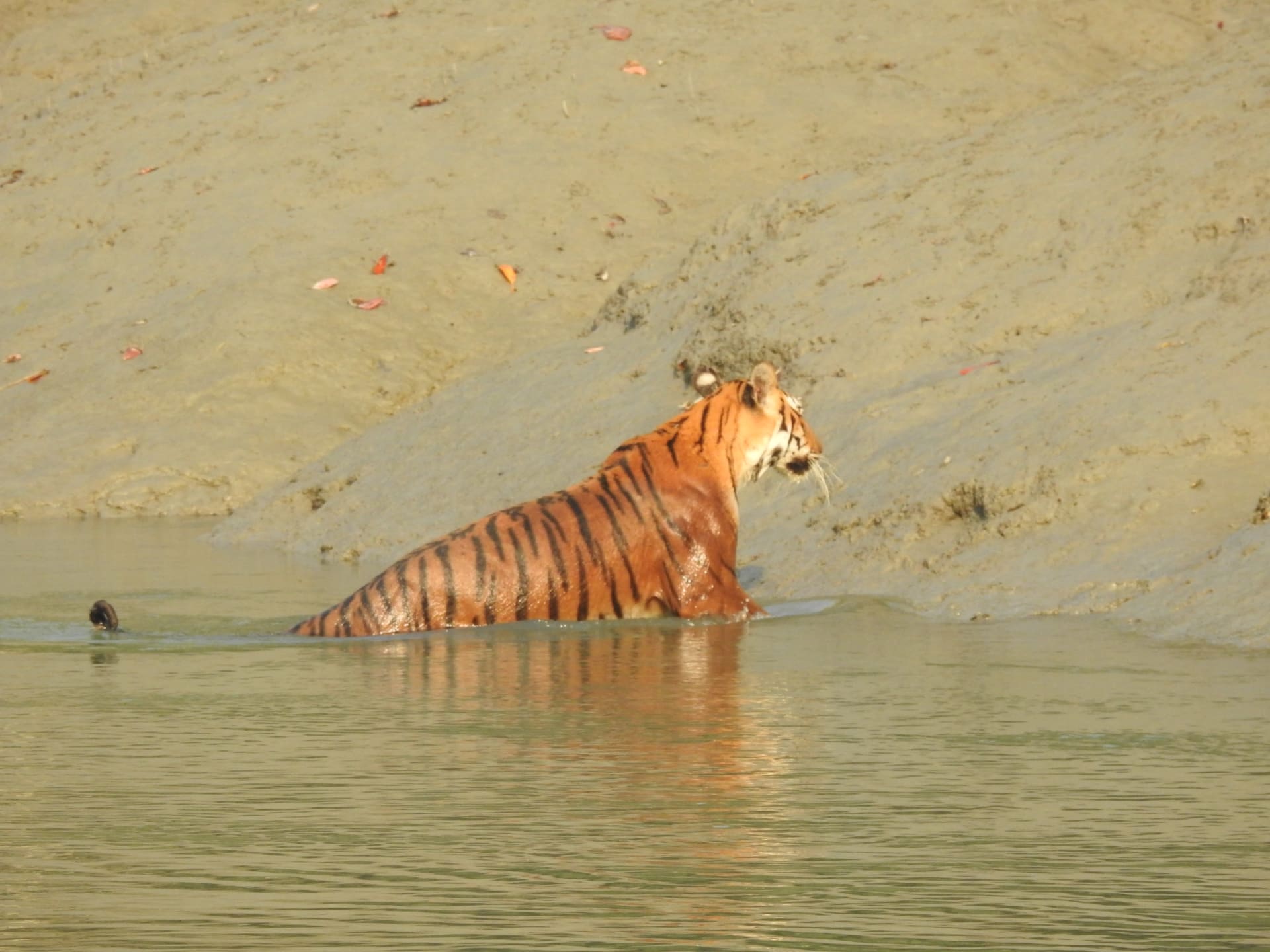 Sundarbans Royal Bengal Tiger - Monsoon Swimming