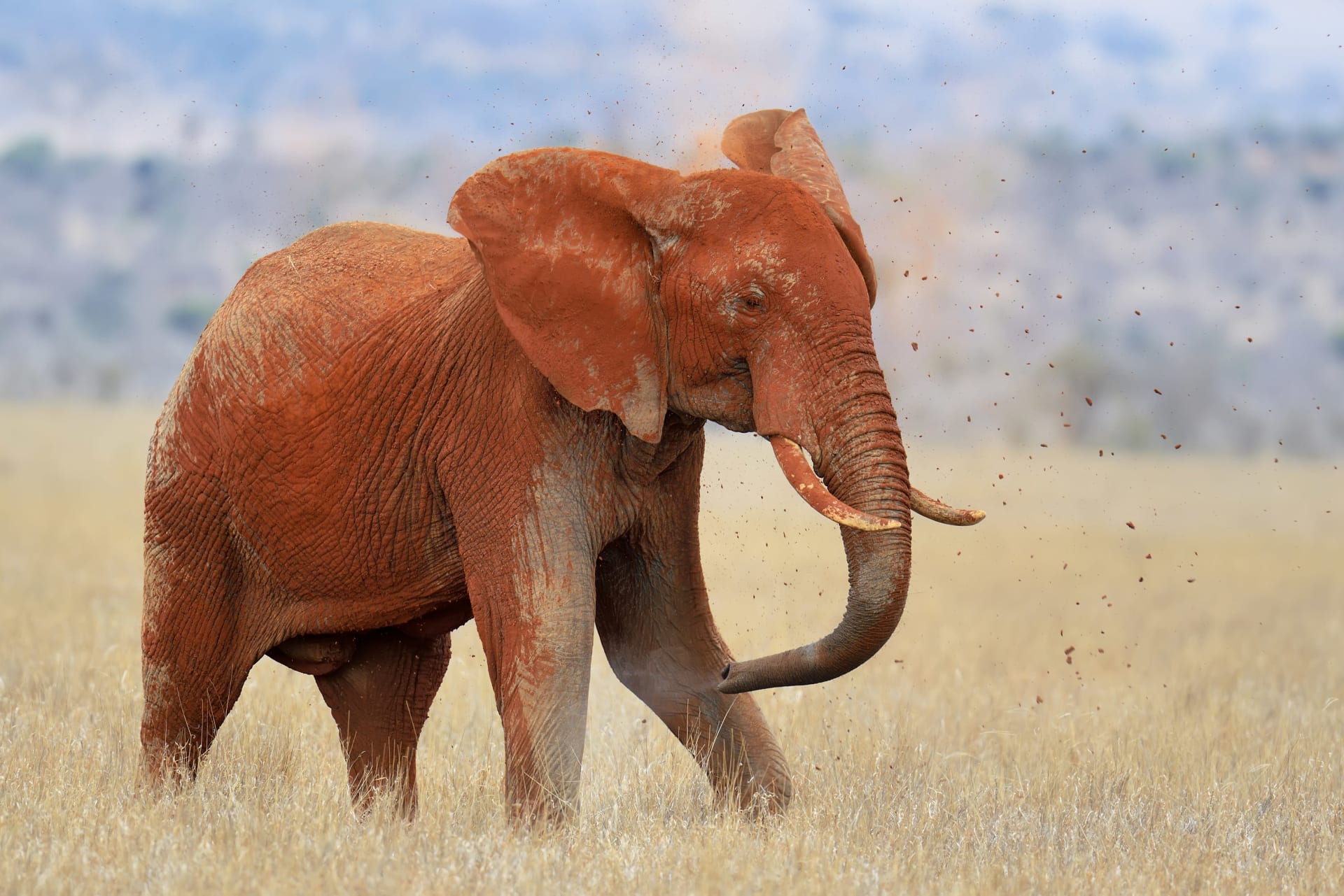 Tsavo Red Elephant Waterhole Congregation