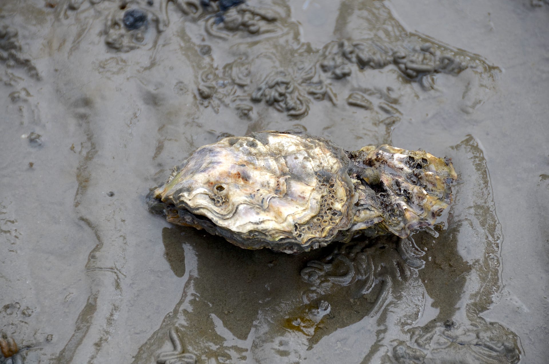 Wadden Sea oyster spawning and dispersal