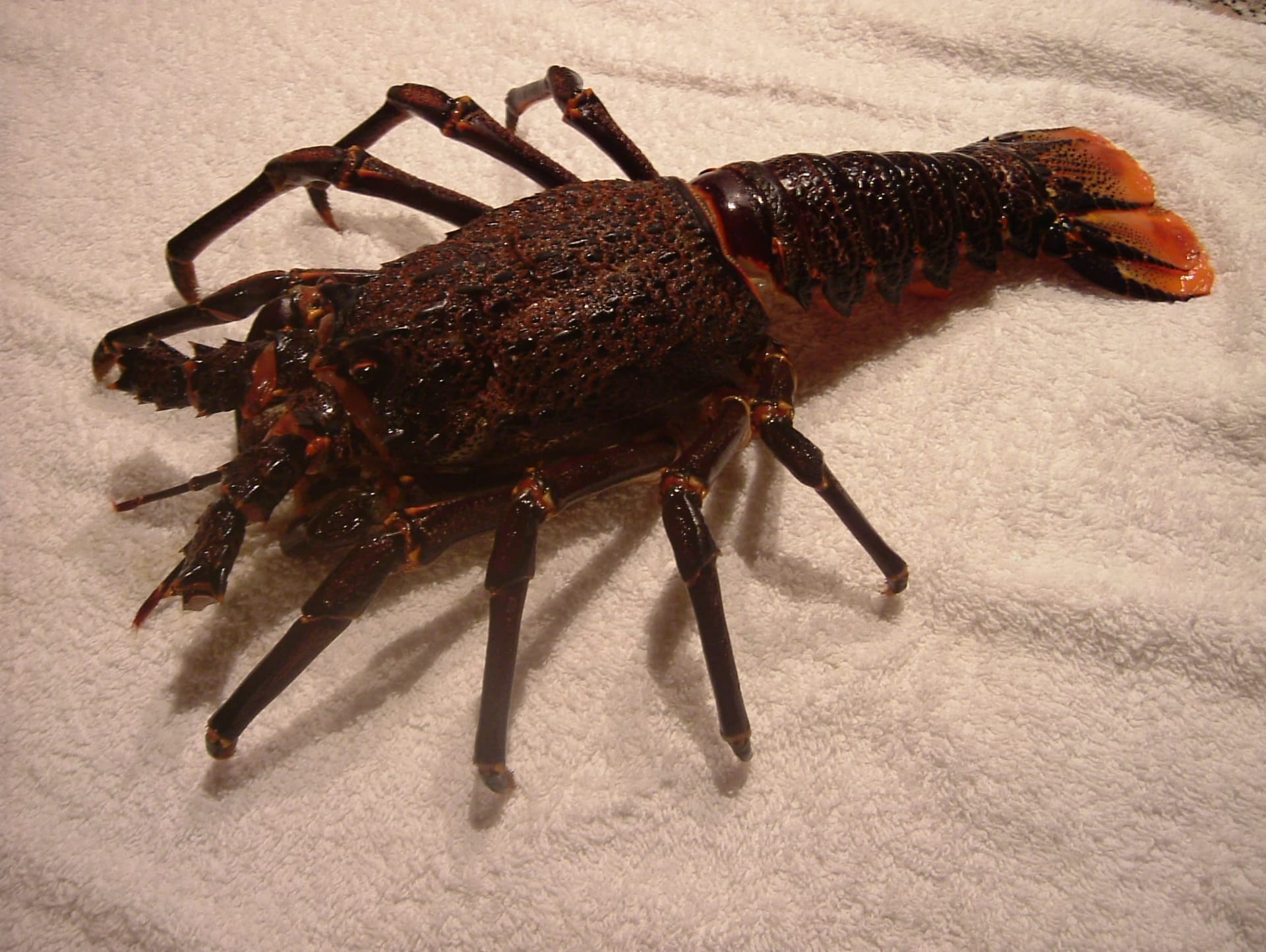 West Coast Rock Lobster Walkout