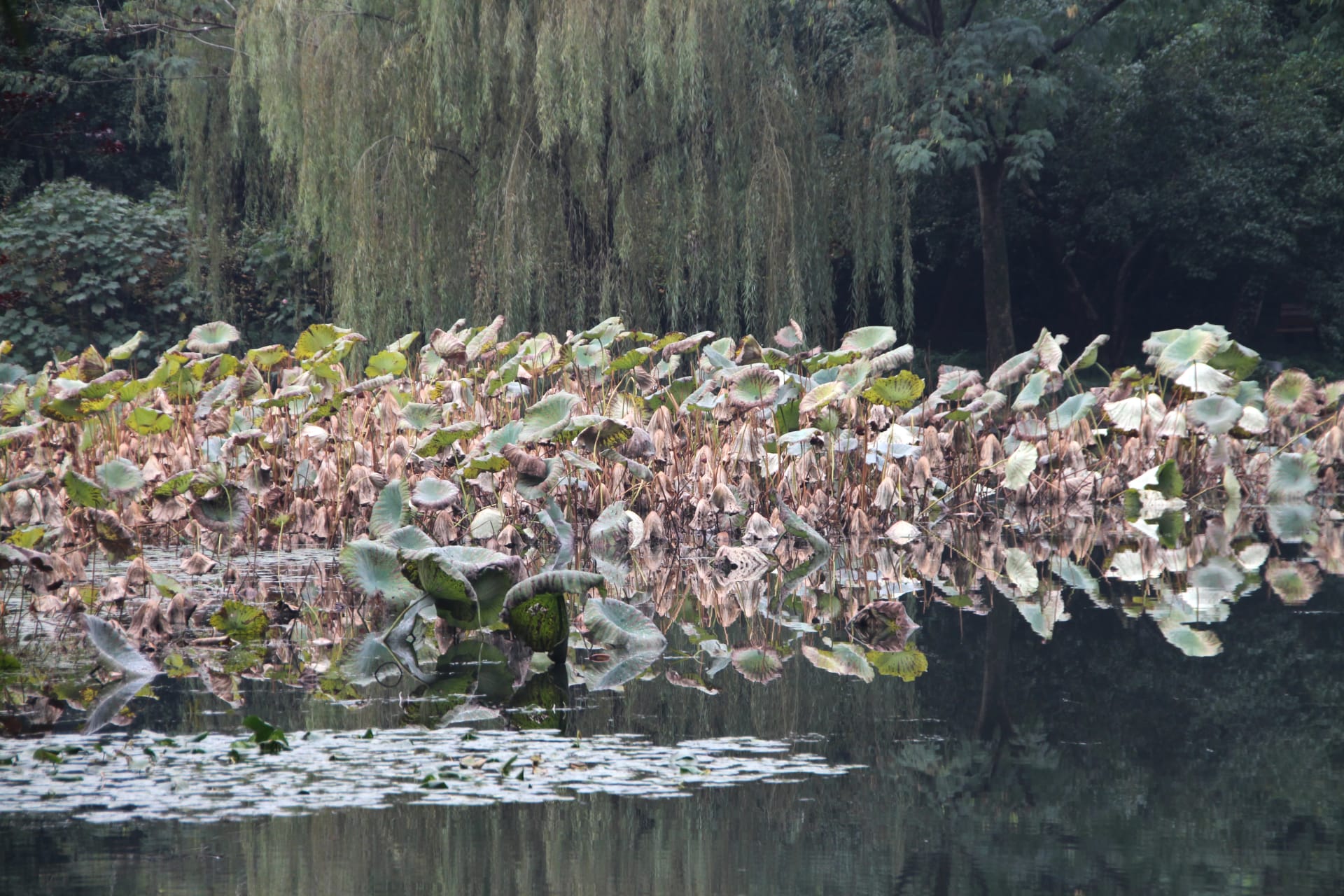 West Lake (Hangzhou) lotus bloom