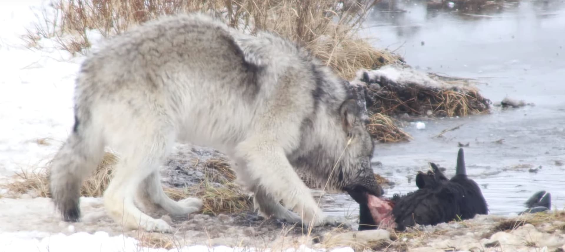 Yellowstone winter wolf-bison predation (Lamar Valley)