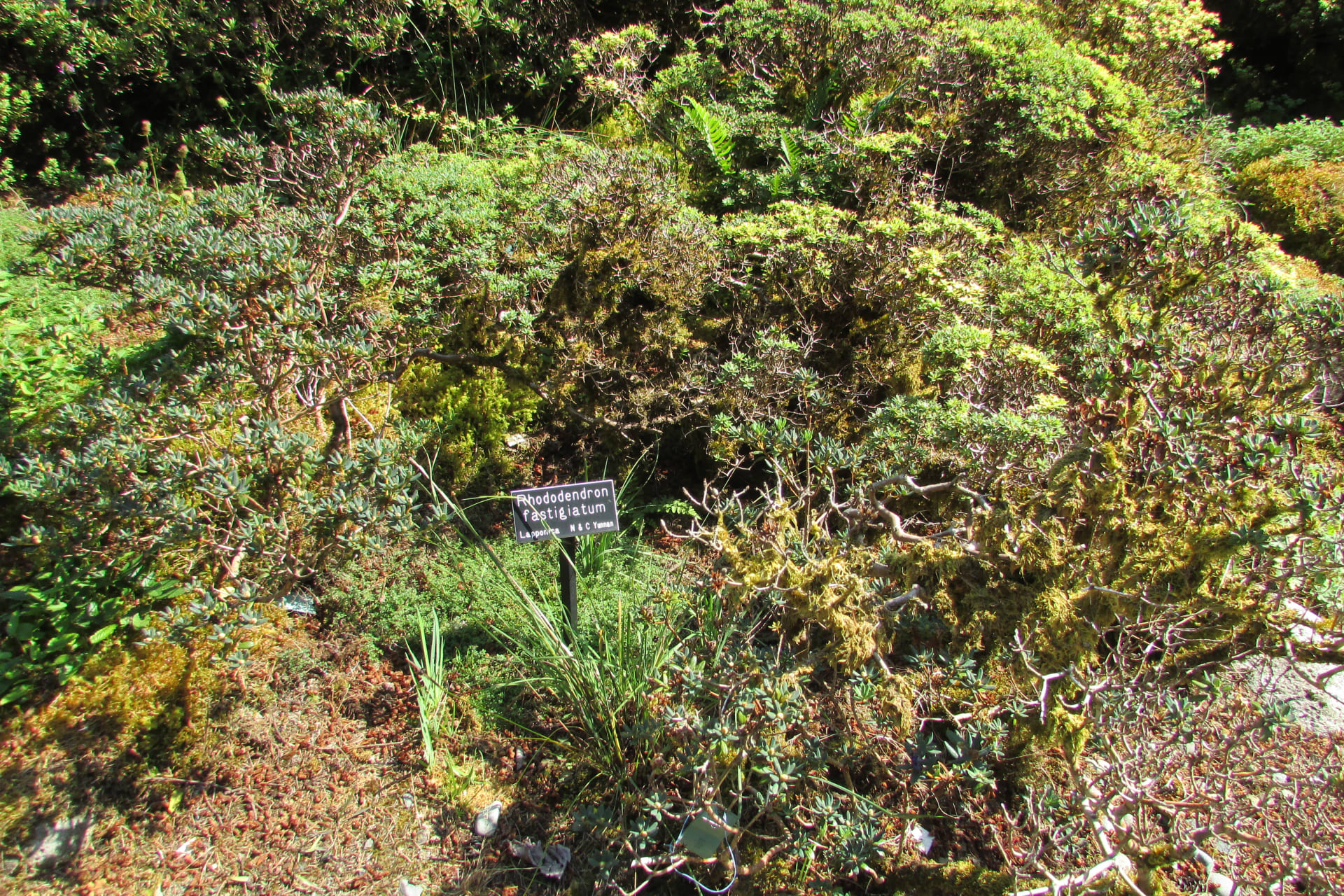 Yunnan Alpine Rhododendron Bloom