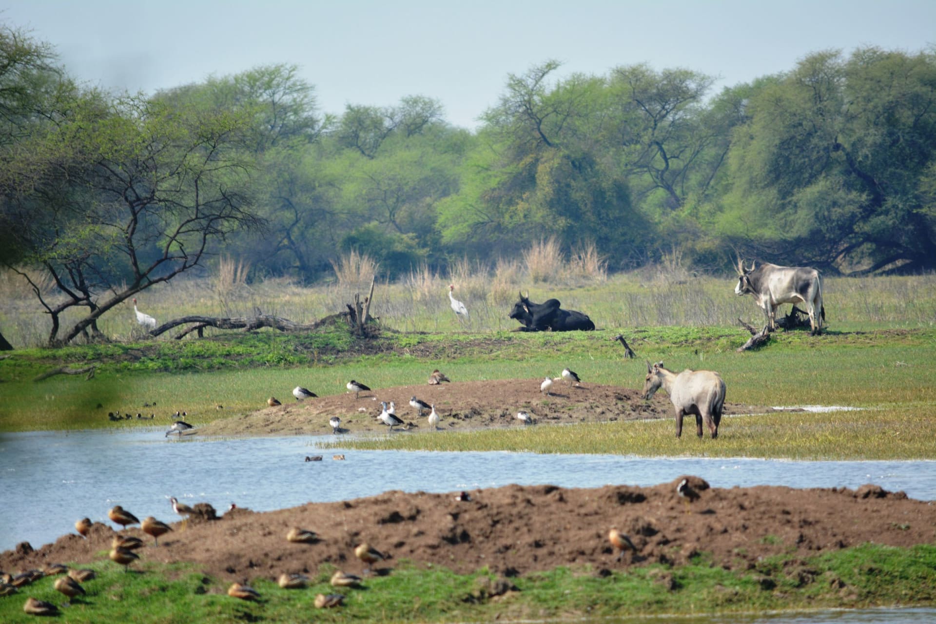 Bharatpur / Keoladeo crane winter congregation