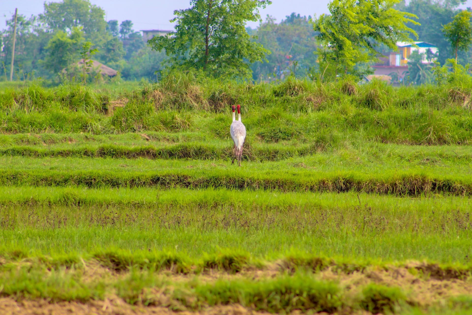 Koshi Tappu migratory waterfowl congregation