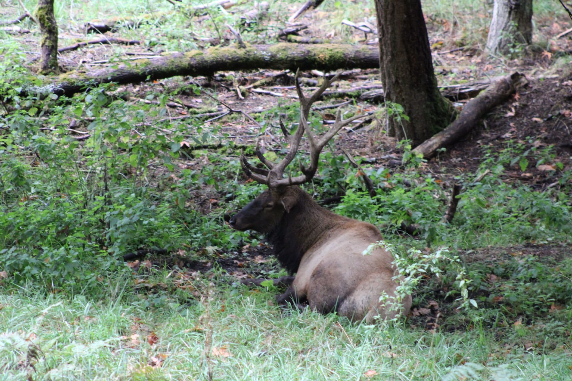 Roosevelt elk rut - Hoh Rainforest, Olympic National Park