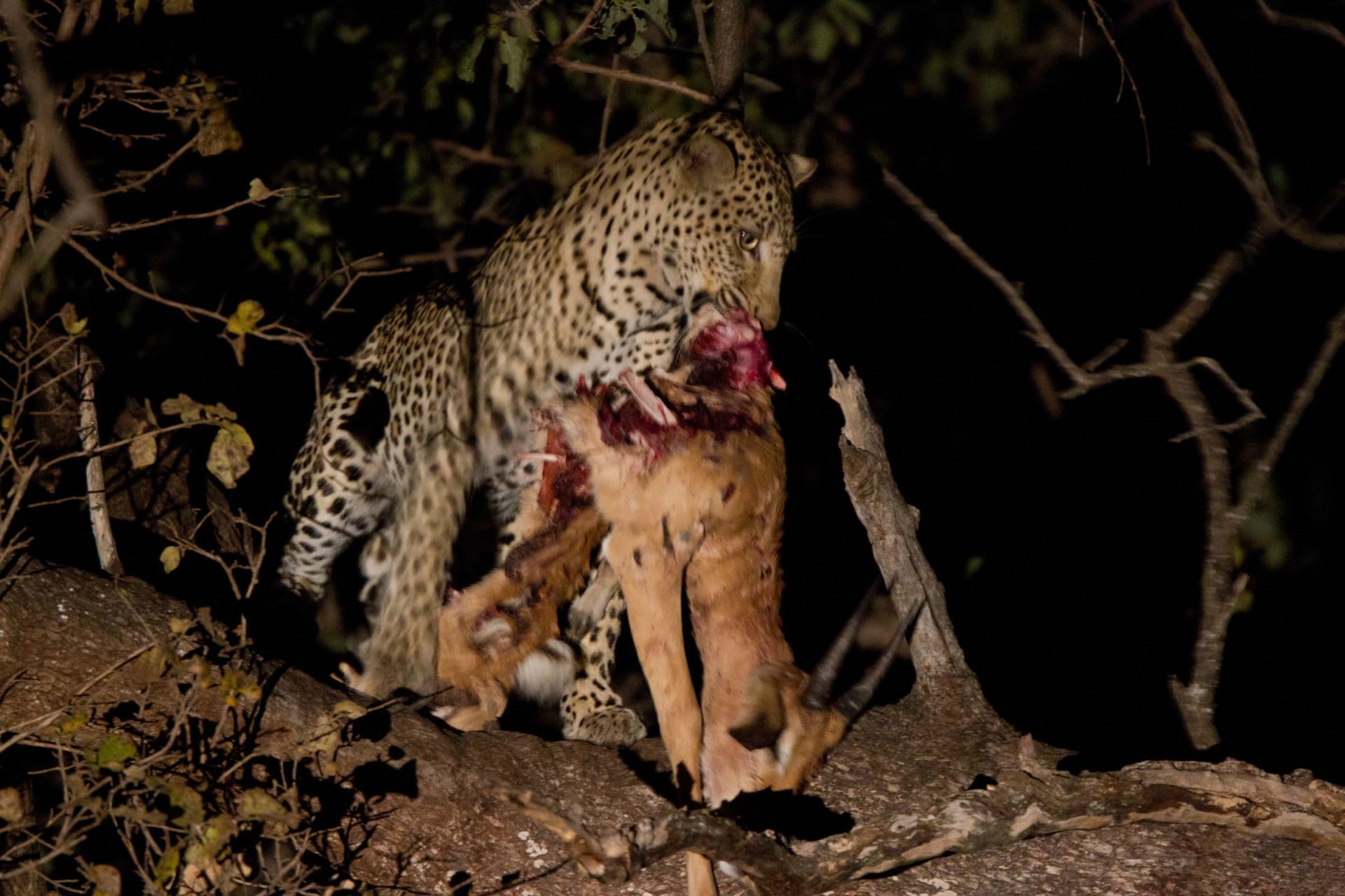 South Luangwa Leopard Congregation