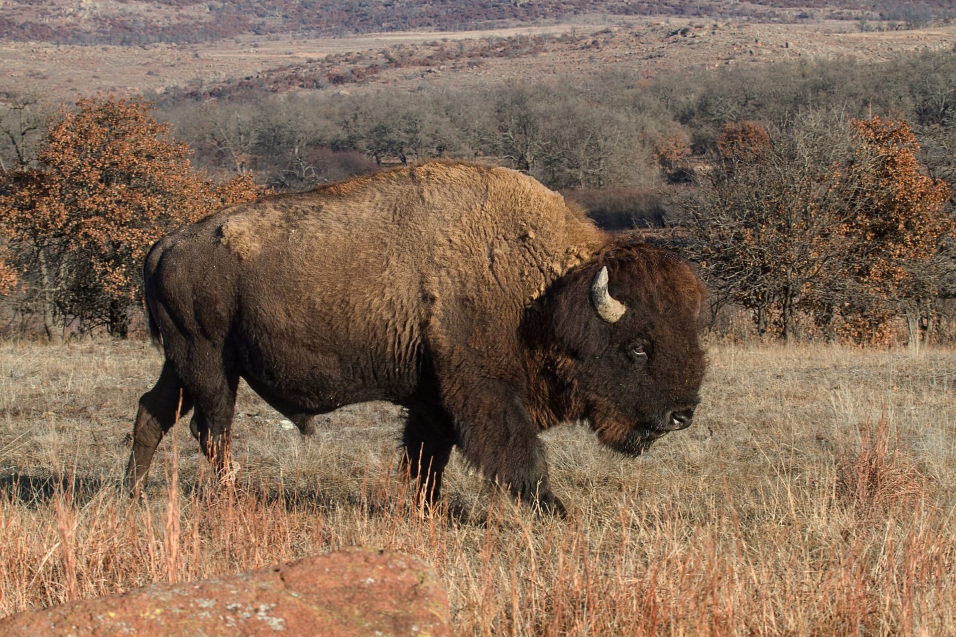 Wichita Mountains Bison Calving Season