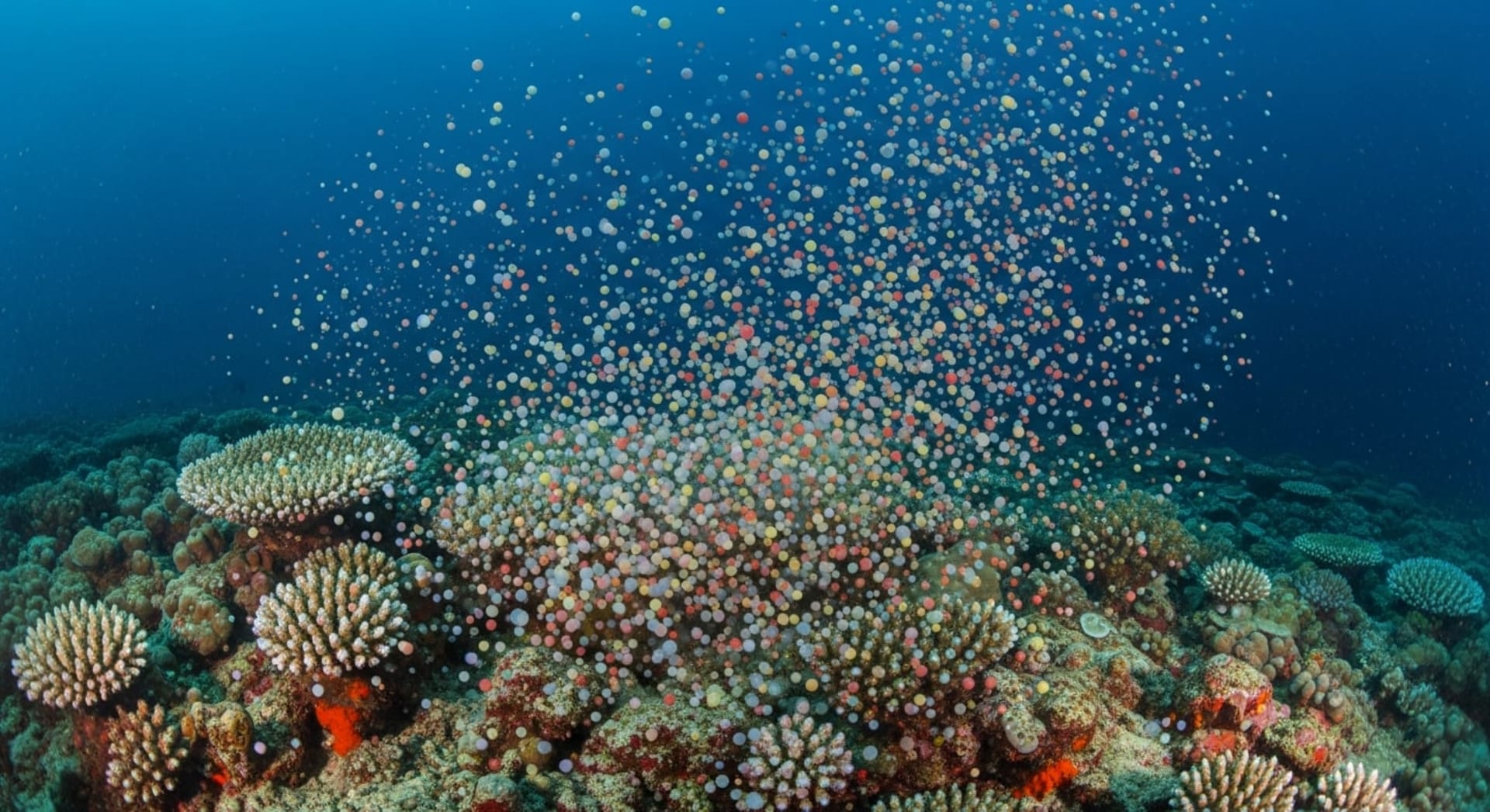 Bunaken Coral Mass Spawning