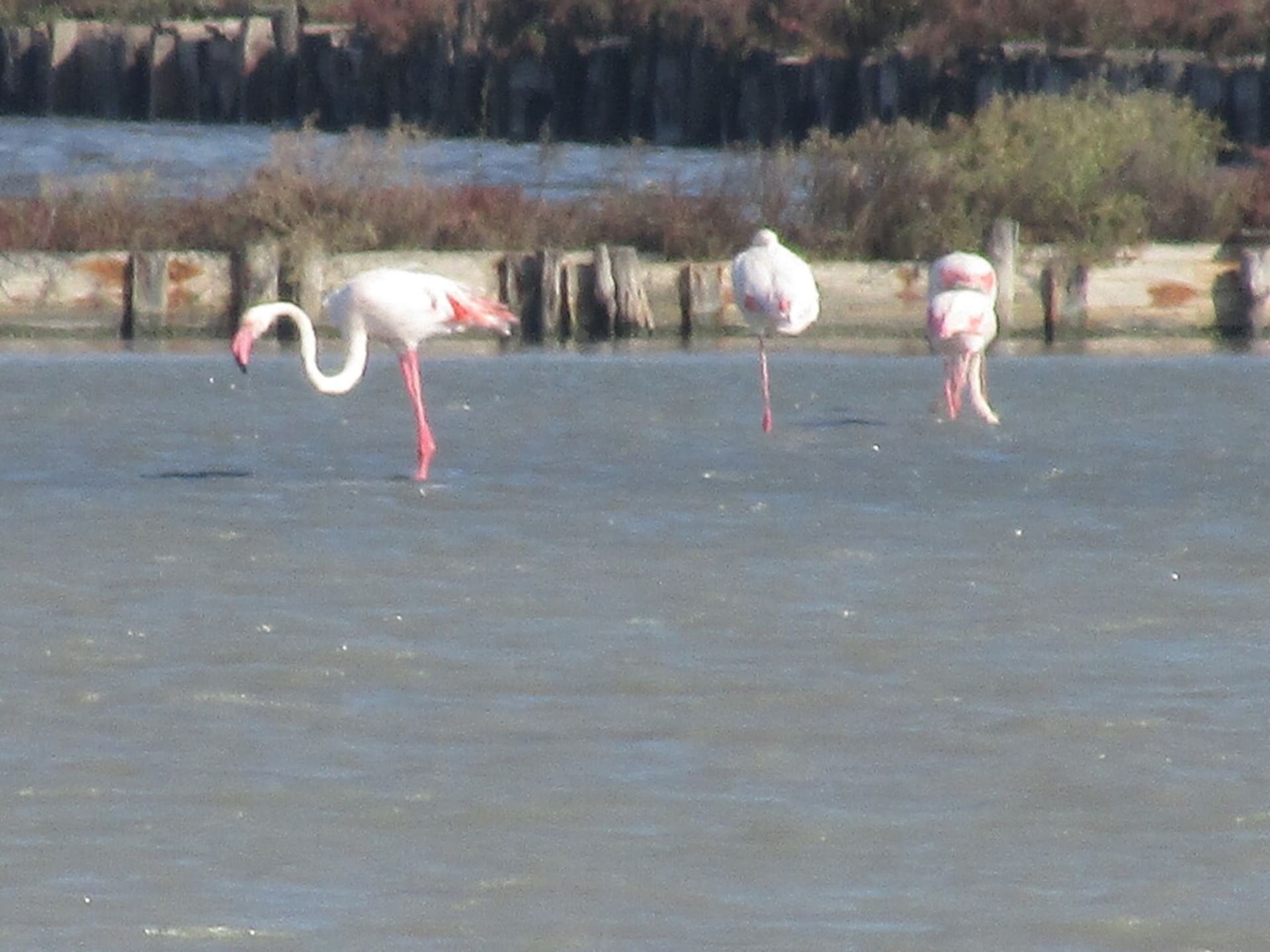 Camargue flamingo breeding colony