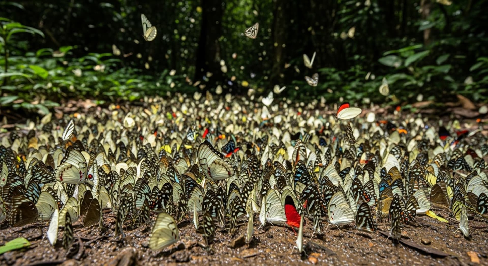 Cuc Phuong butterfly and firefly season