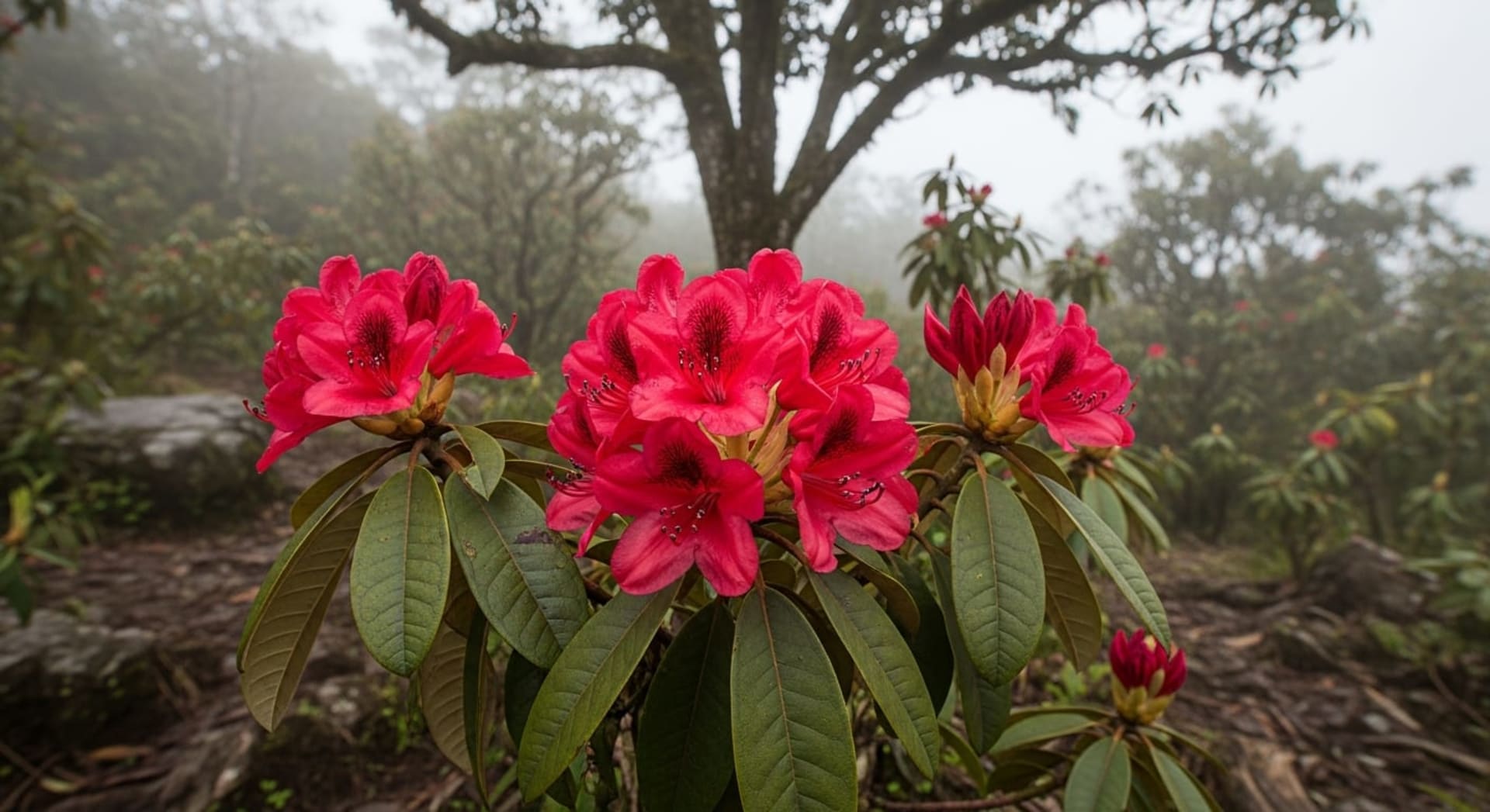 Doi Inthanon Rhododendron Bloom