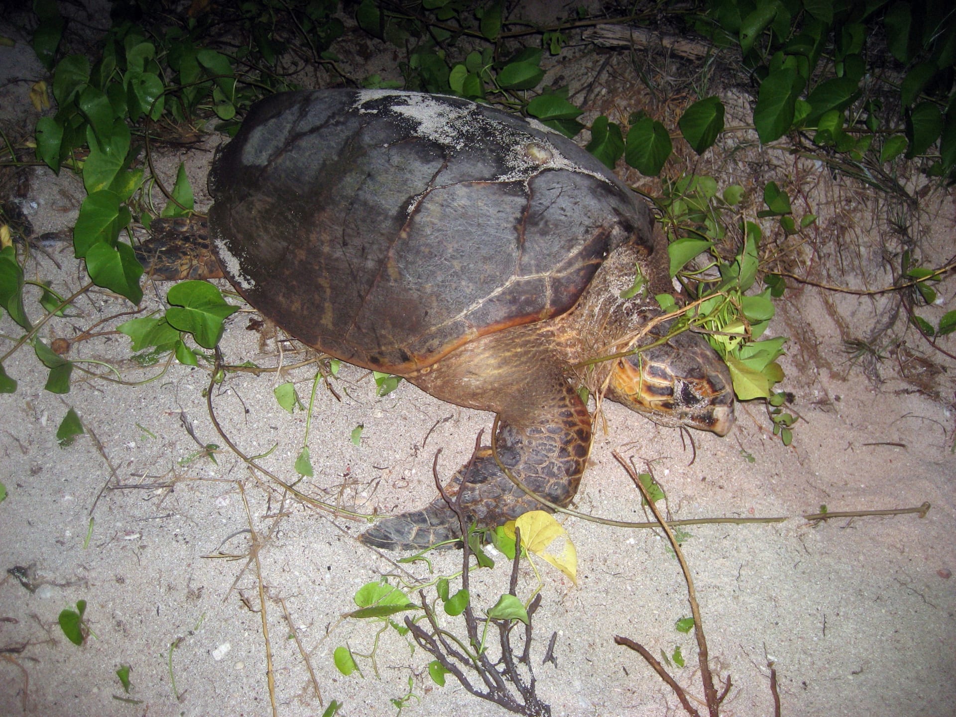 Bocas del Toro hawksbill turtle nesting