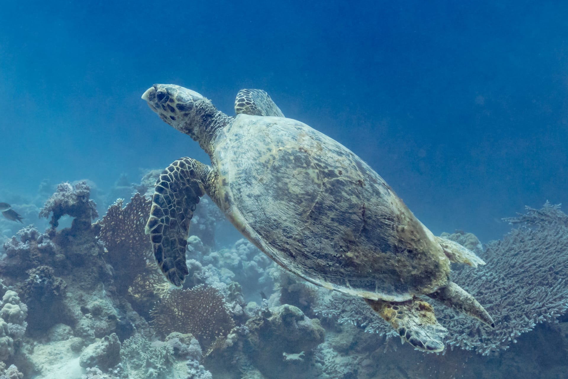 Con Dao hawksbill turtle nesting
