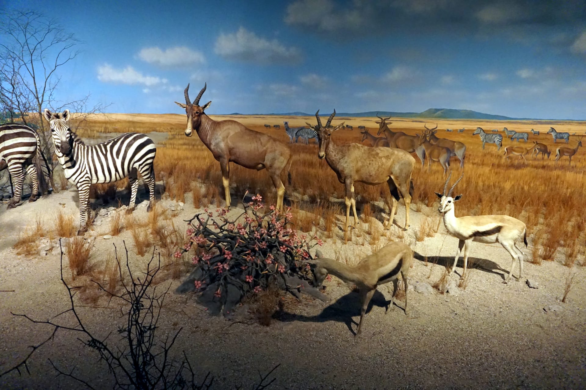 Gashaka-Gumti Dry-Season Wildlife Congregation