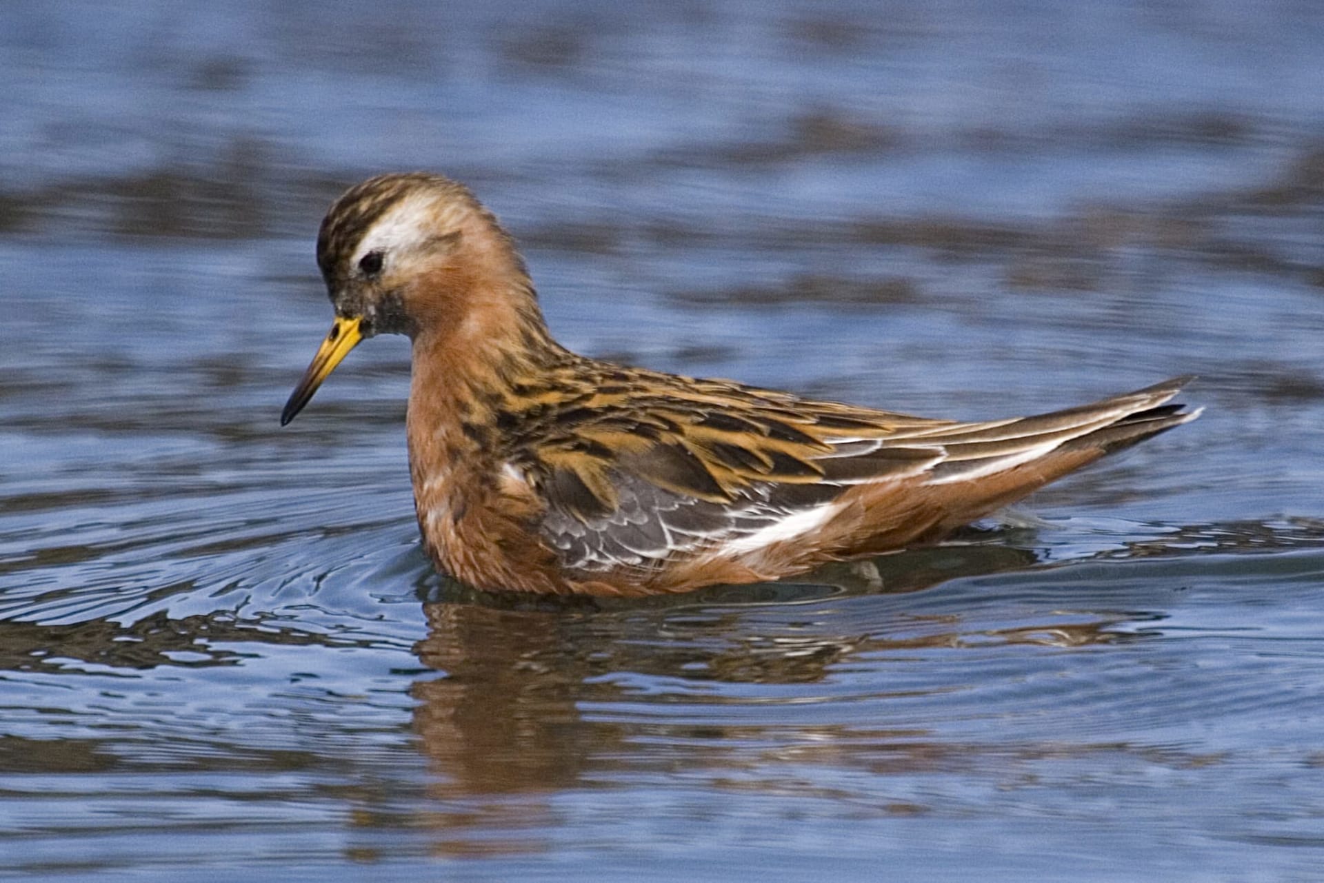 Great Salt Lake Phalarope Staging