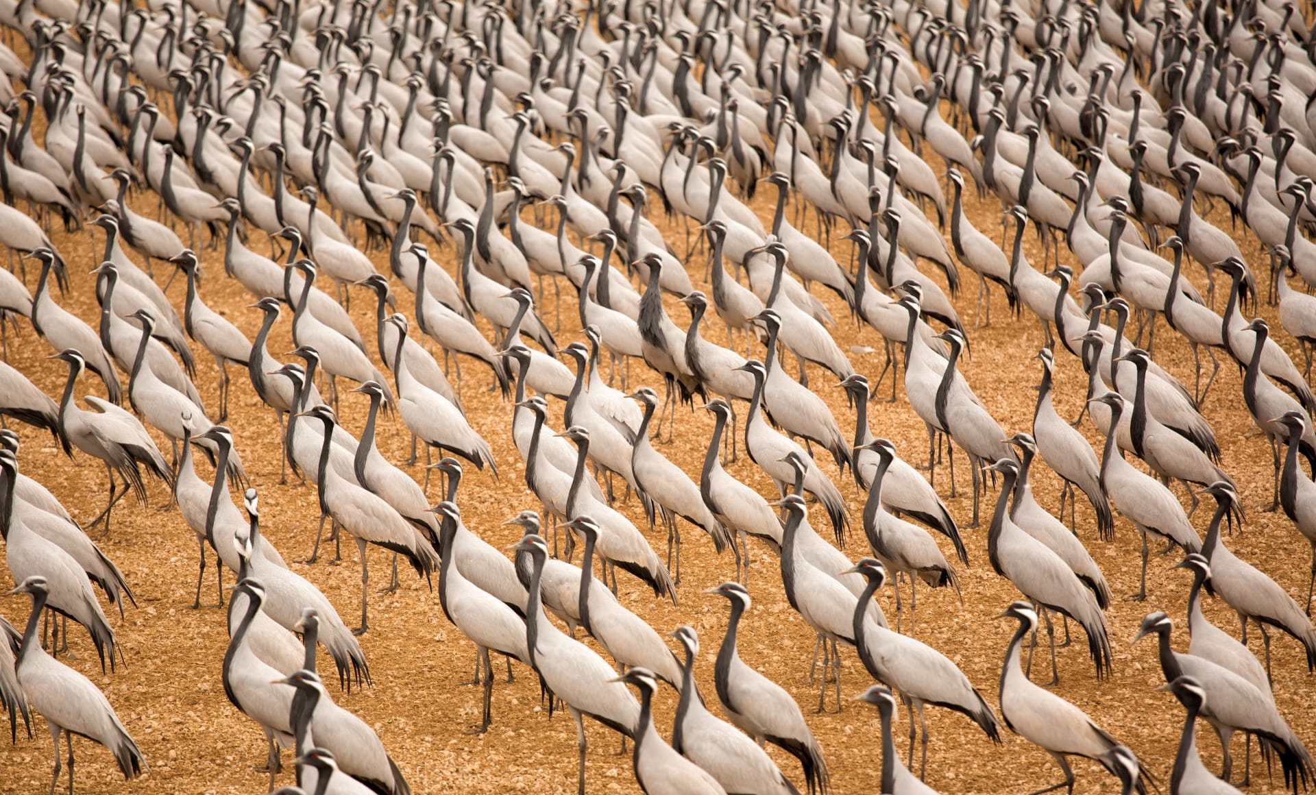 Gun-Galuut Demoiselle Crane Staging