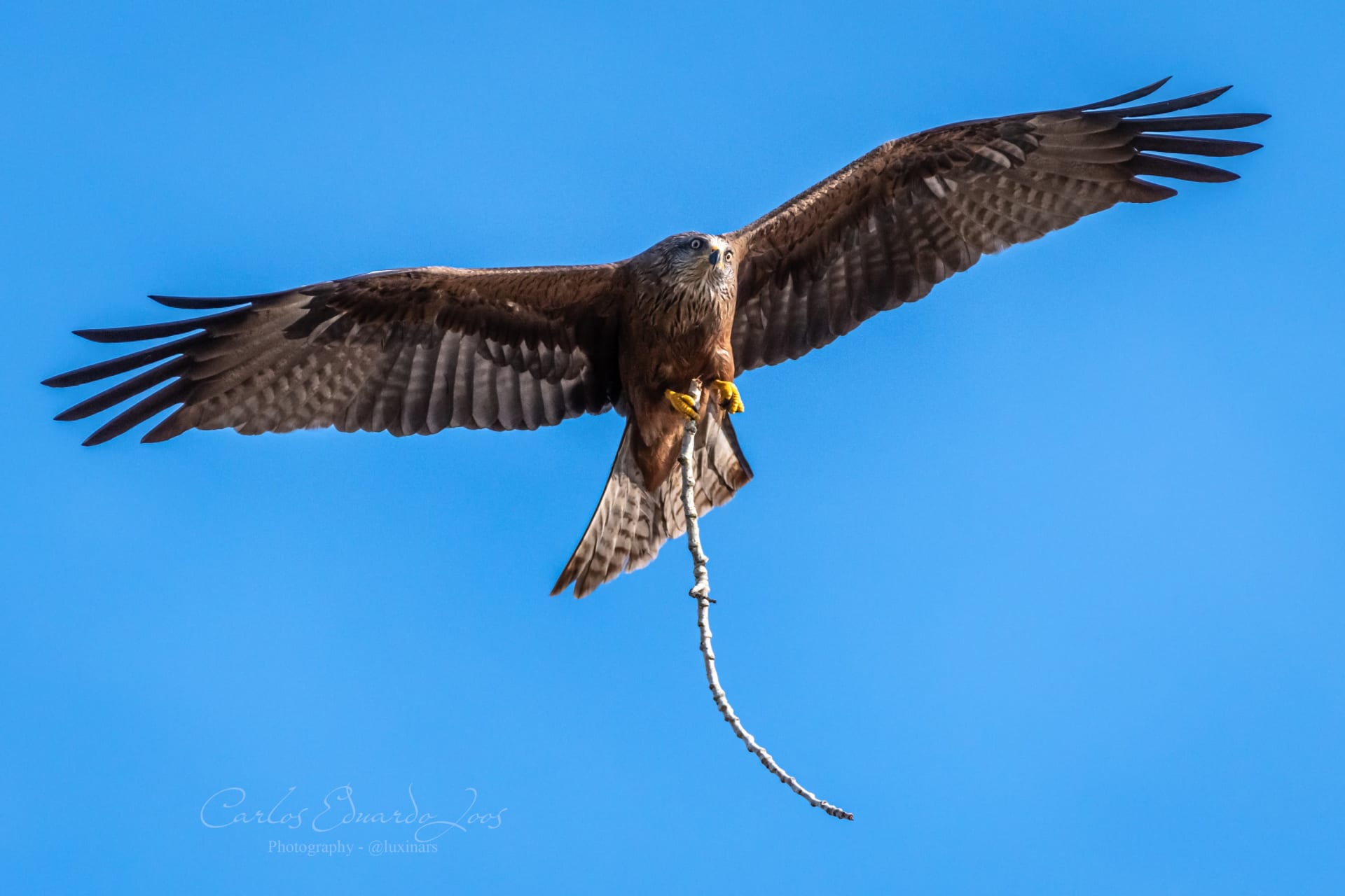 Gambia River Raptor Migration Bottleneck