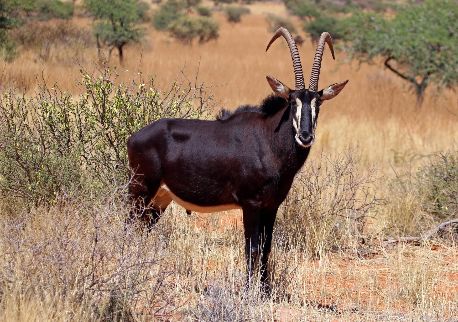 Giant Sable Antelope (Cangandala)