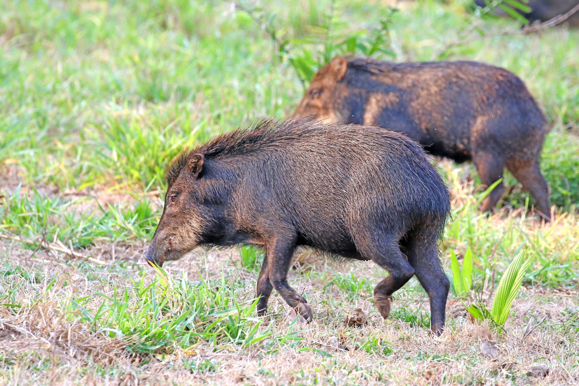 Gran Chaco dry-season peccary congregations