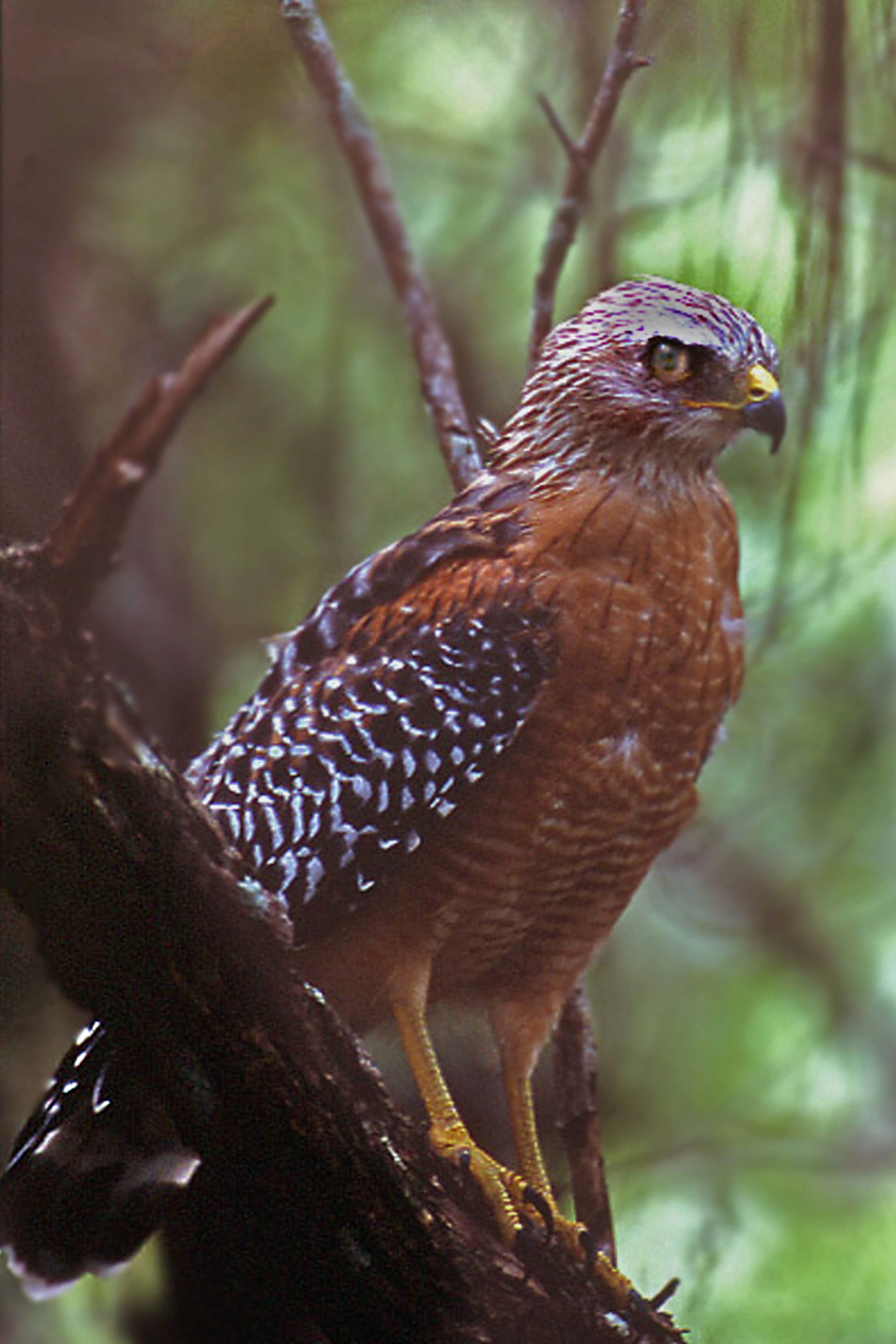 Hawk Mountain Autumn Raptor Migration