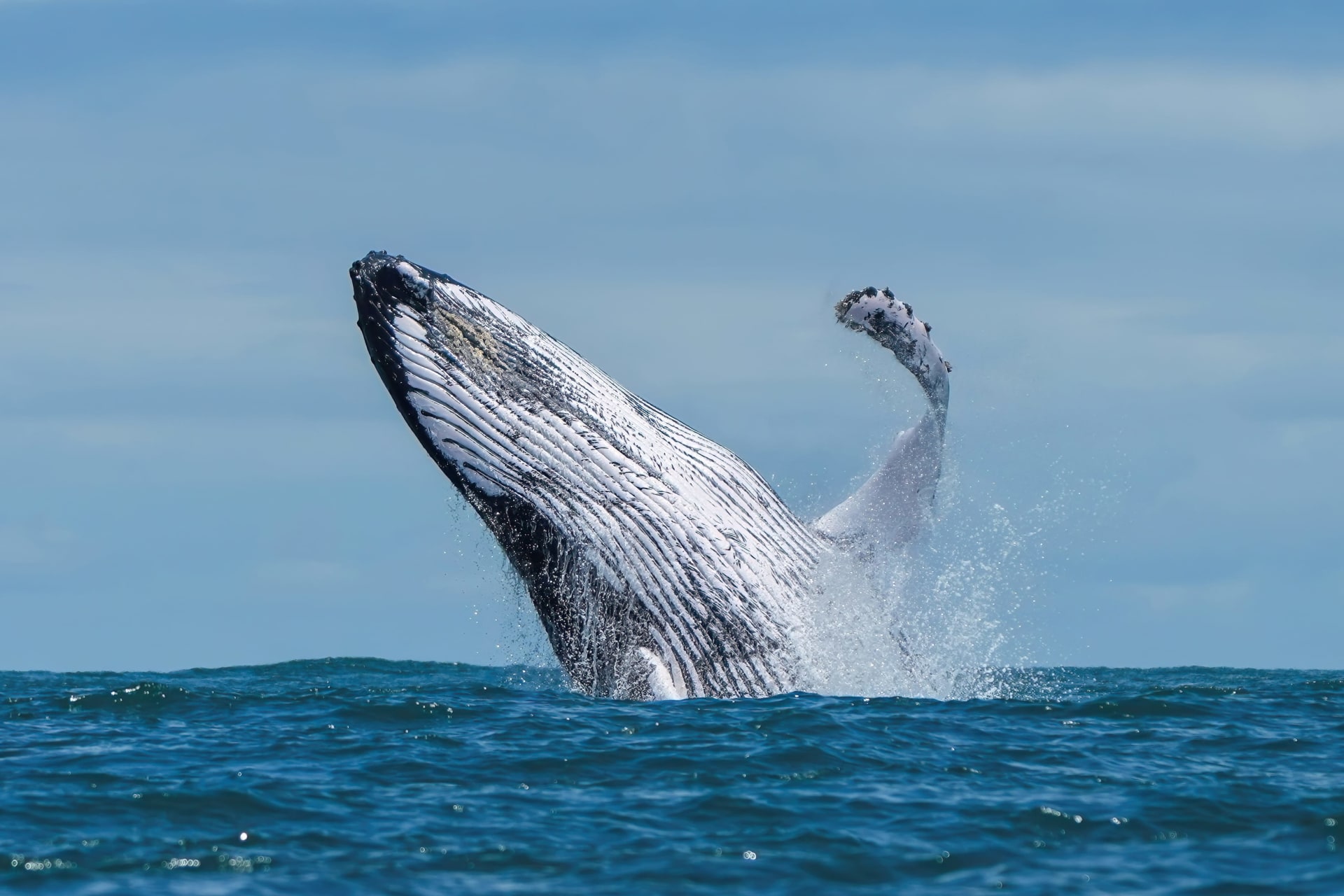 Humpback Whale Migration in Watamu
