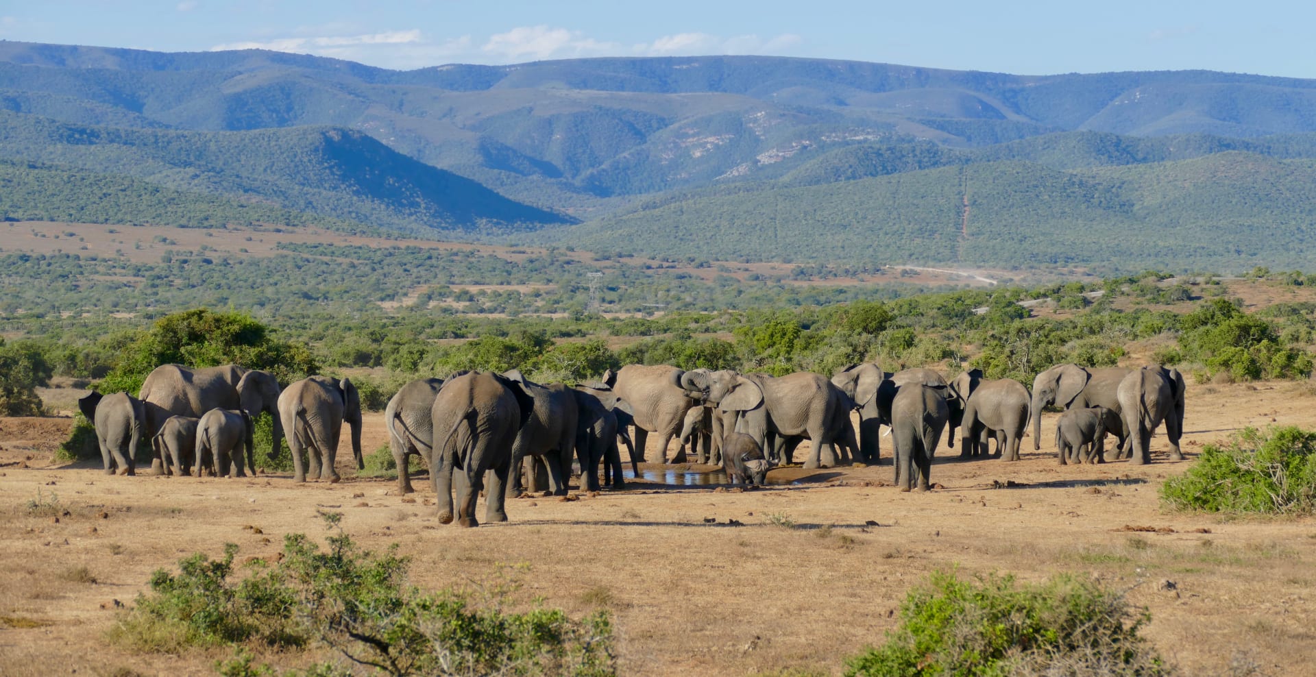 Hwange waterhole elephant congregation