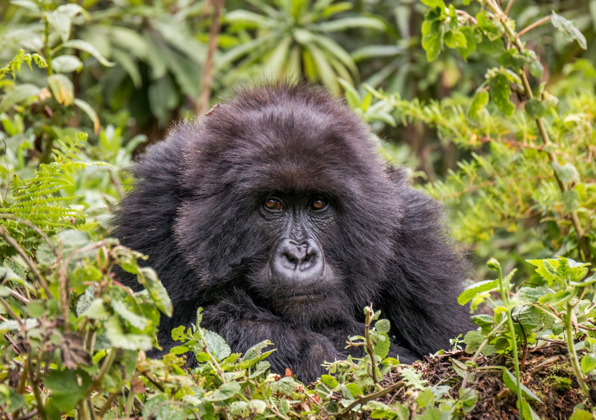 Kahuzi-Biega Grauer's Gorilla congregation