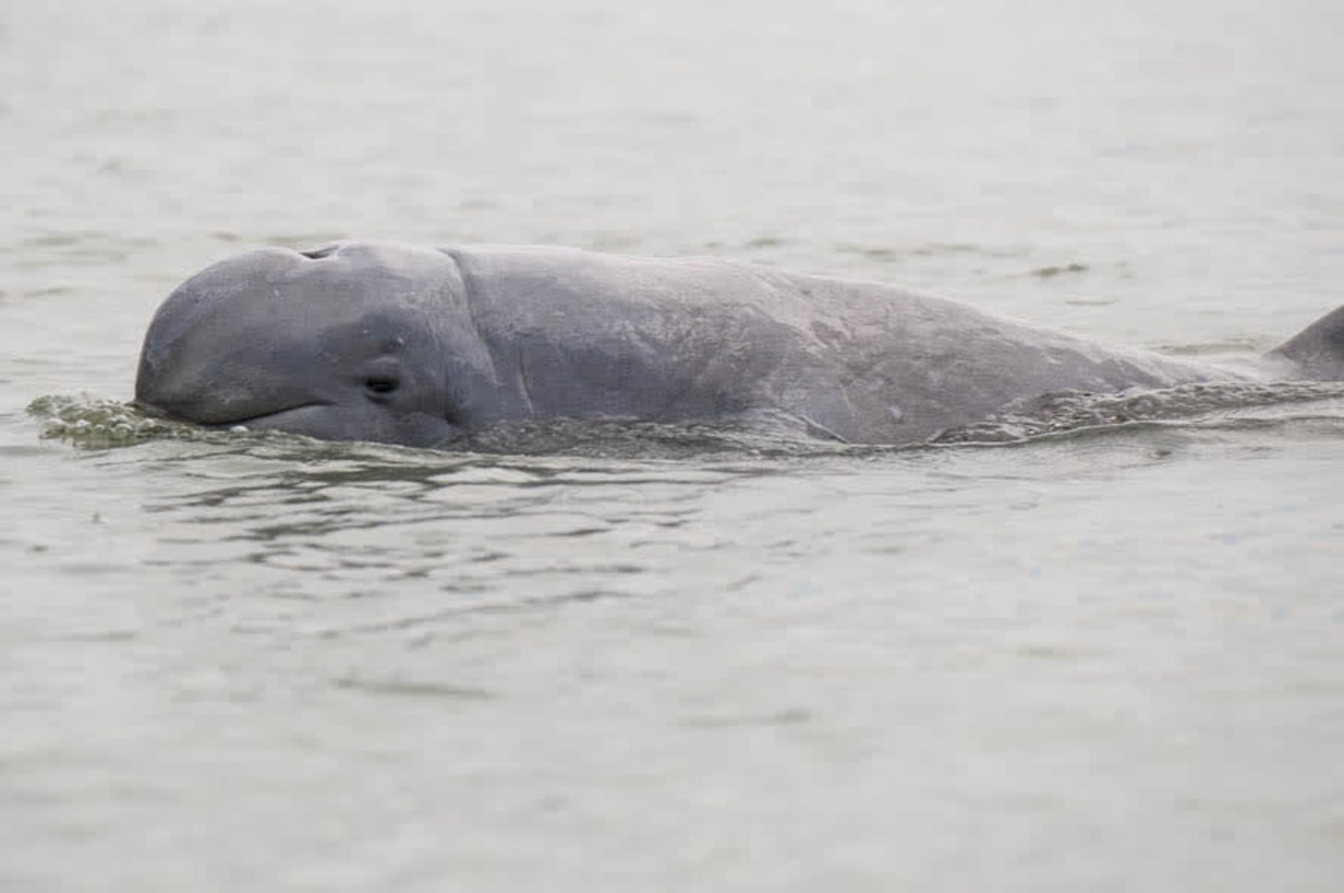 Kampi Irrawaddy dolphin cooperative fishing