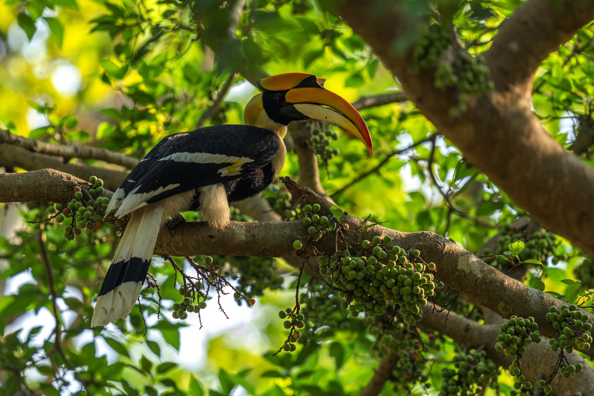 Khao Yai hornbill nesting season