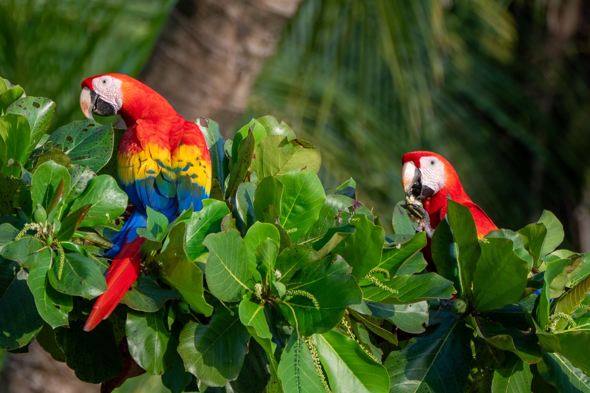 La Moskitia Scarlet Macaw Nesting