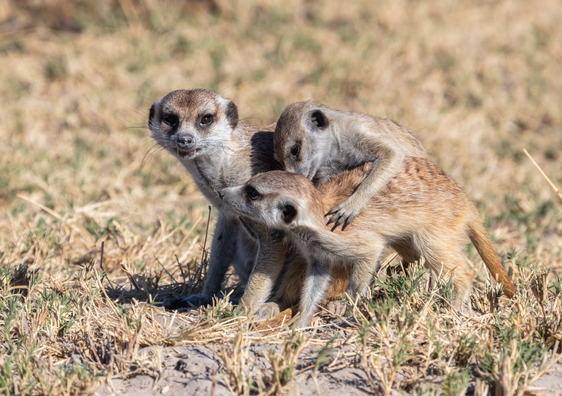 Makgadikgadi Meerkat Sunrise Warming
