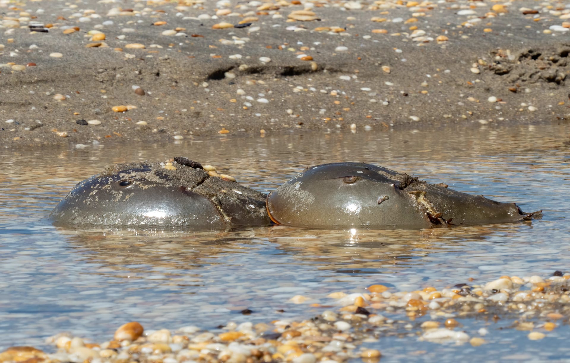 Horseshoe Crab Spawning