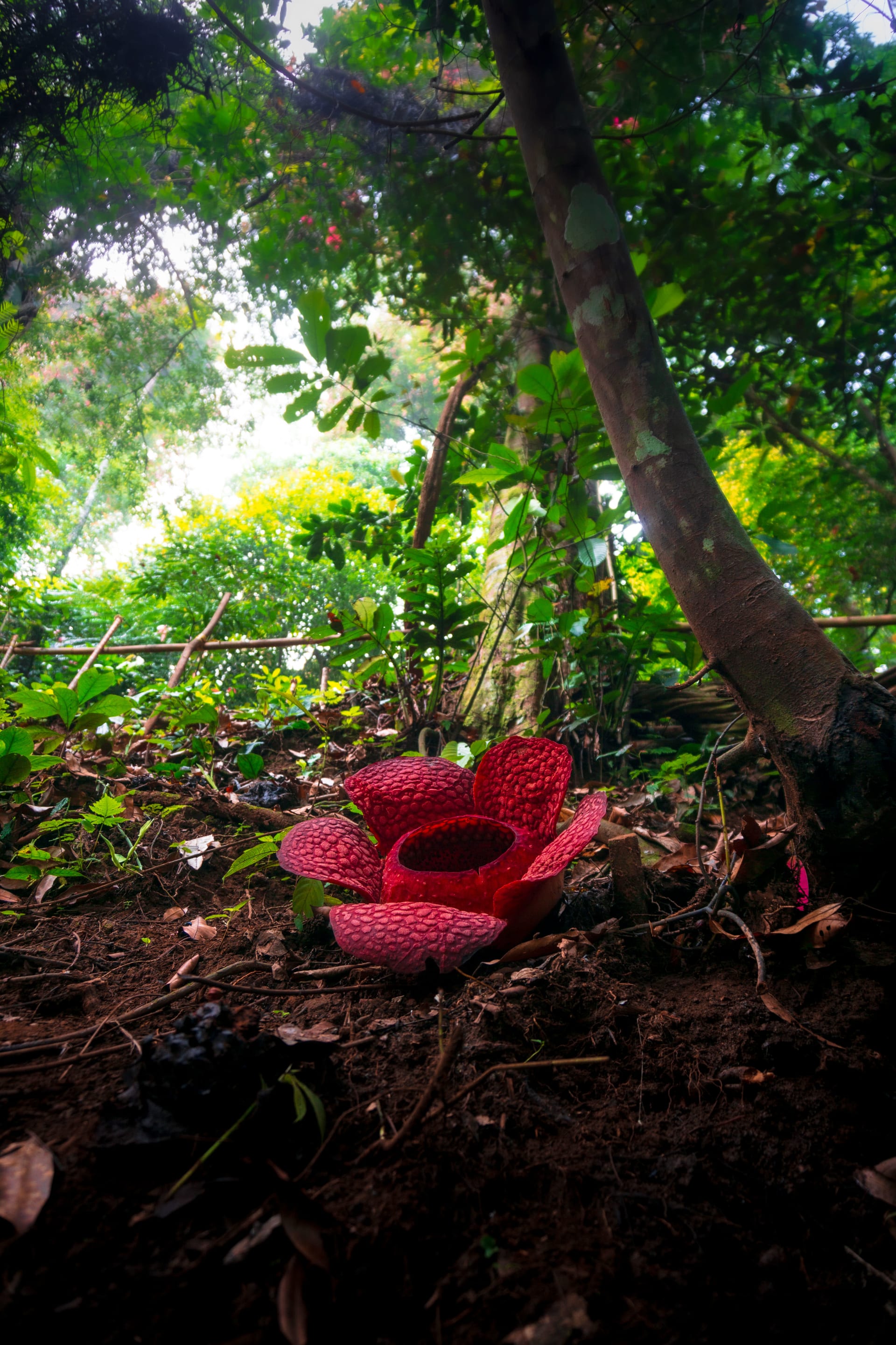 Khao Sok Rafflesia Bloom