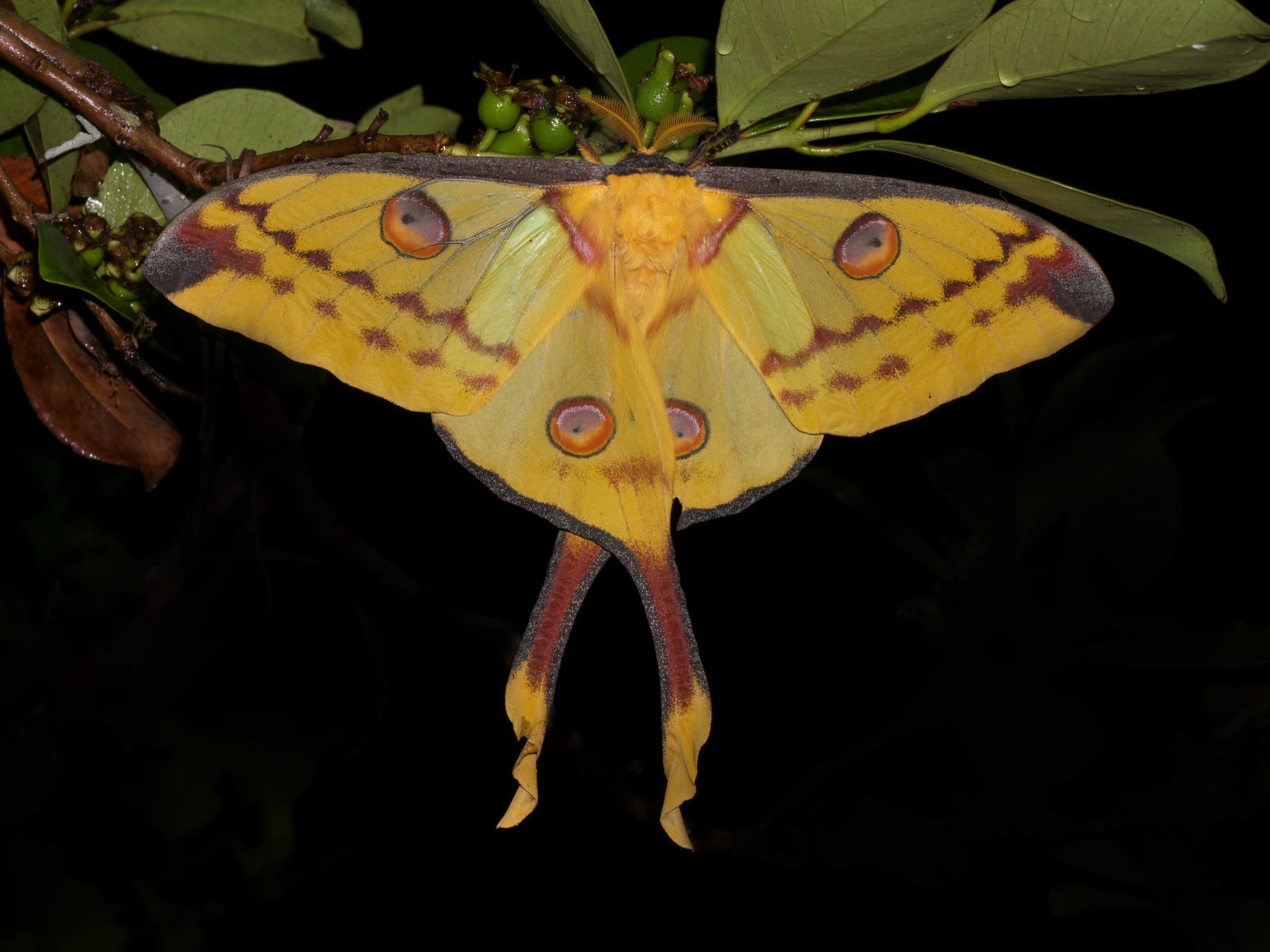Ranomafana Comet Moth Emergence