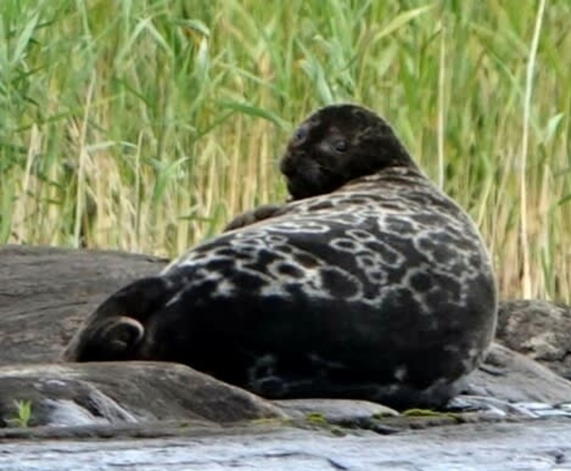 Saimaa ringed seal pupping