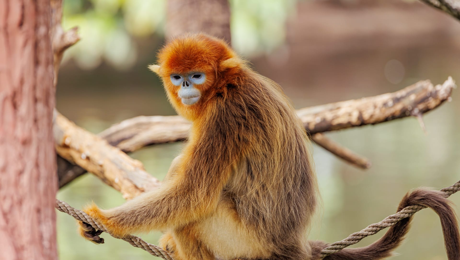 Shennongjia golden snub-nosed monkey troops
