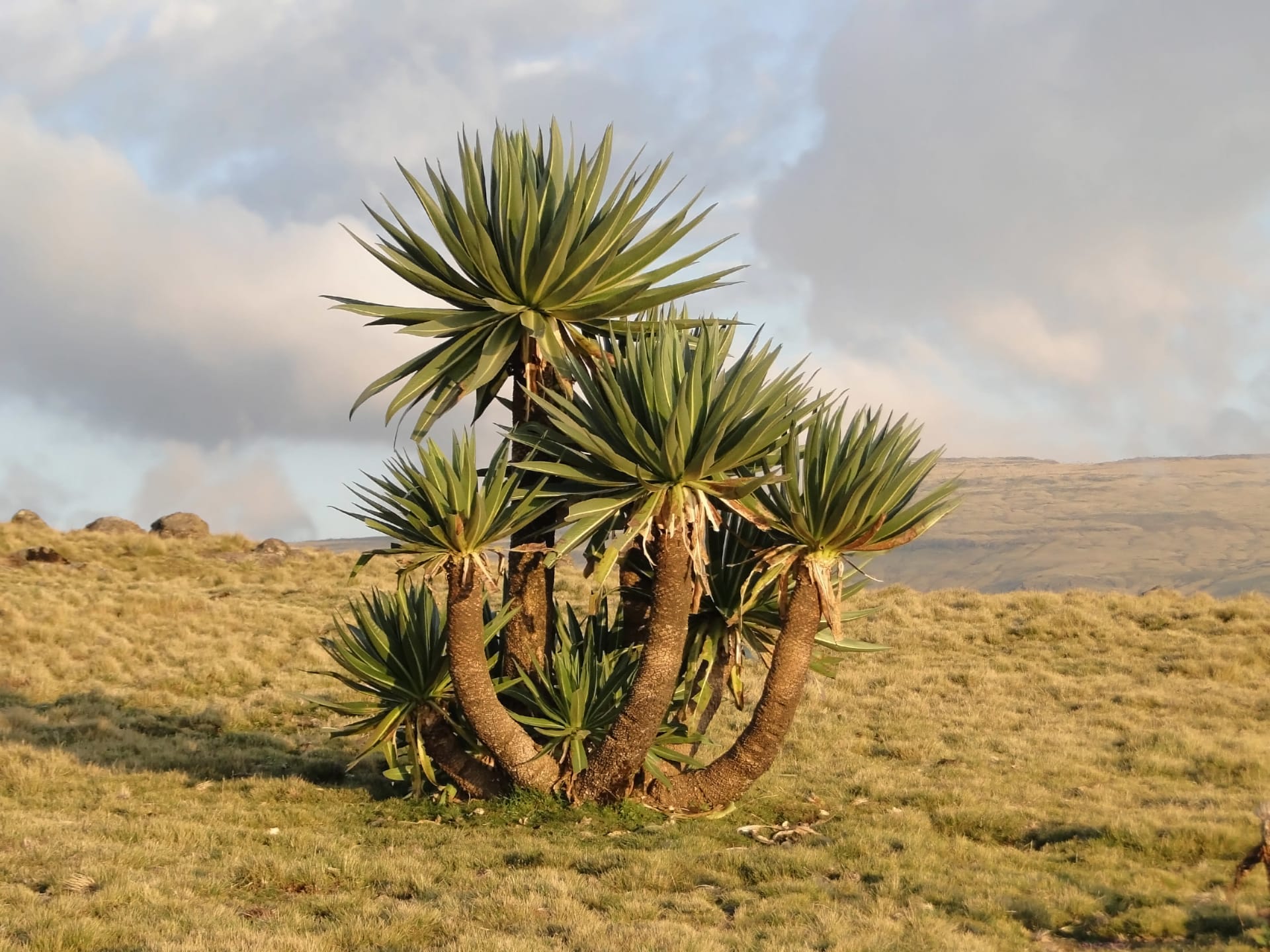 Simien Mountains giant lobelia bloom