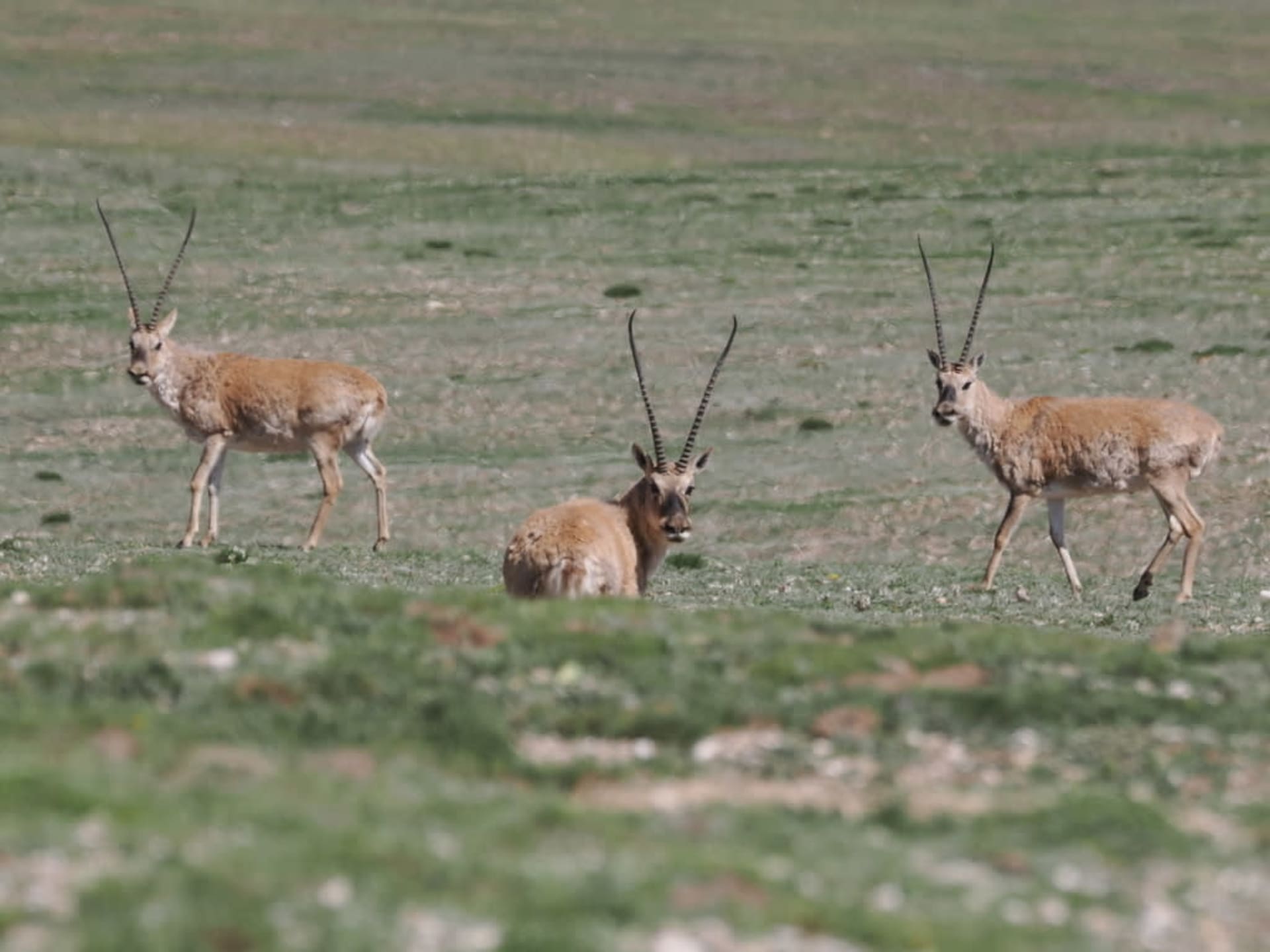 Tibetan Antelope Migration (Hoh Xil, Qinghai)