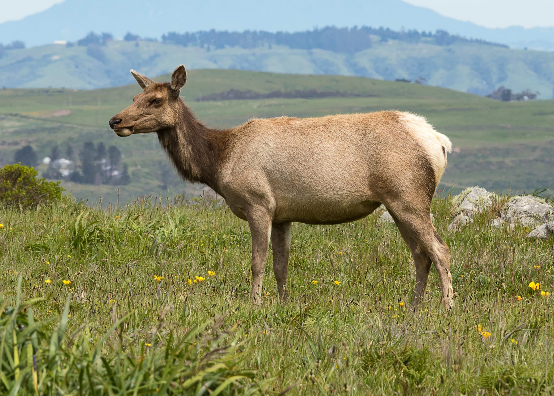 Tule Elk Rut at Point Reyes