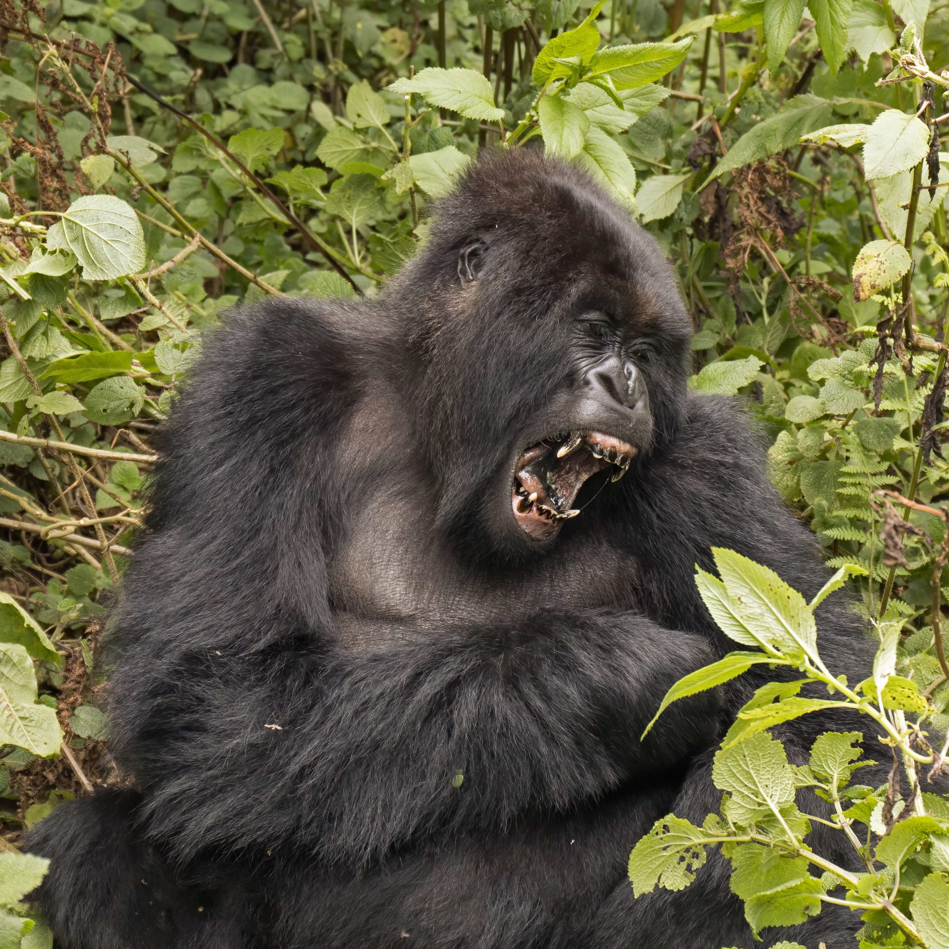 Virunga Mountain Gorilla Bamboo Season