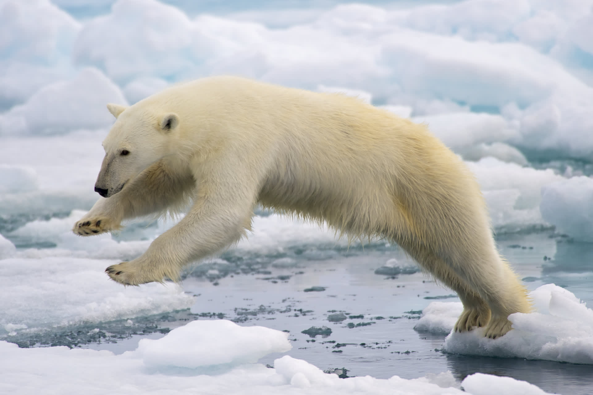 Wrangel Island polar bear denning